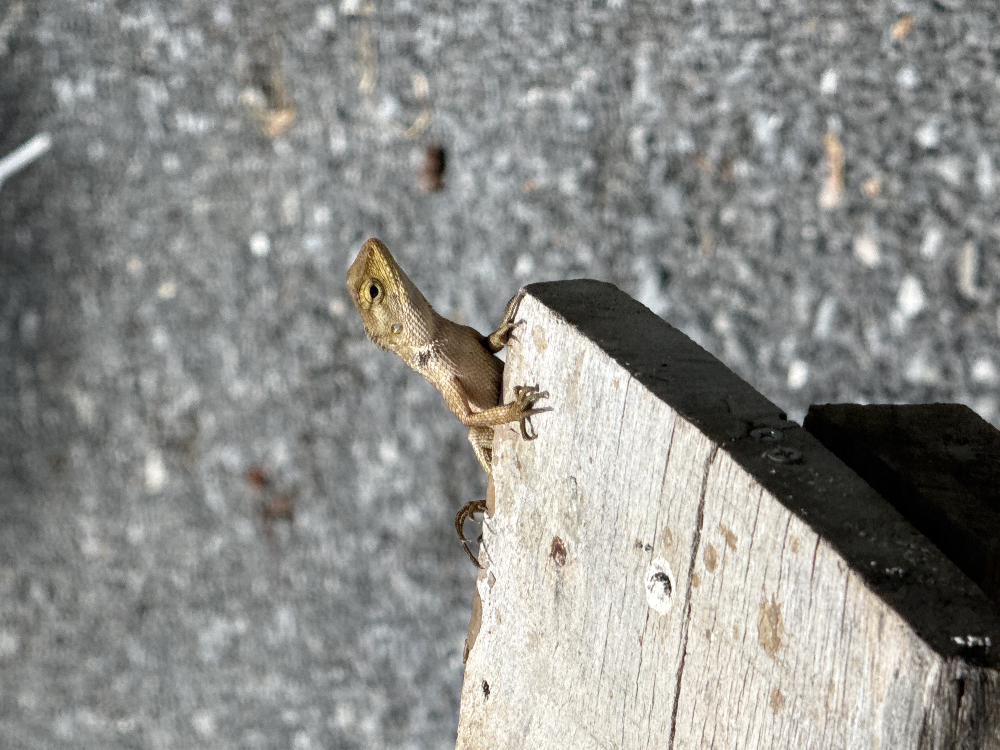 Morning garden scenes with wildlife documented in Thailand