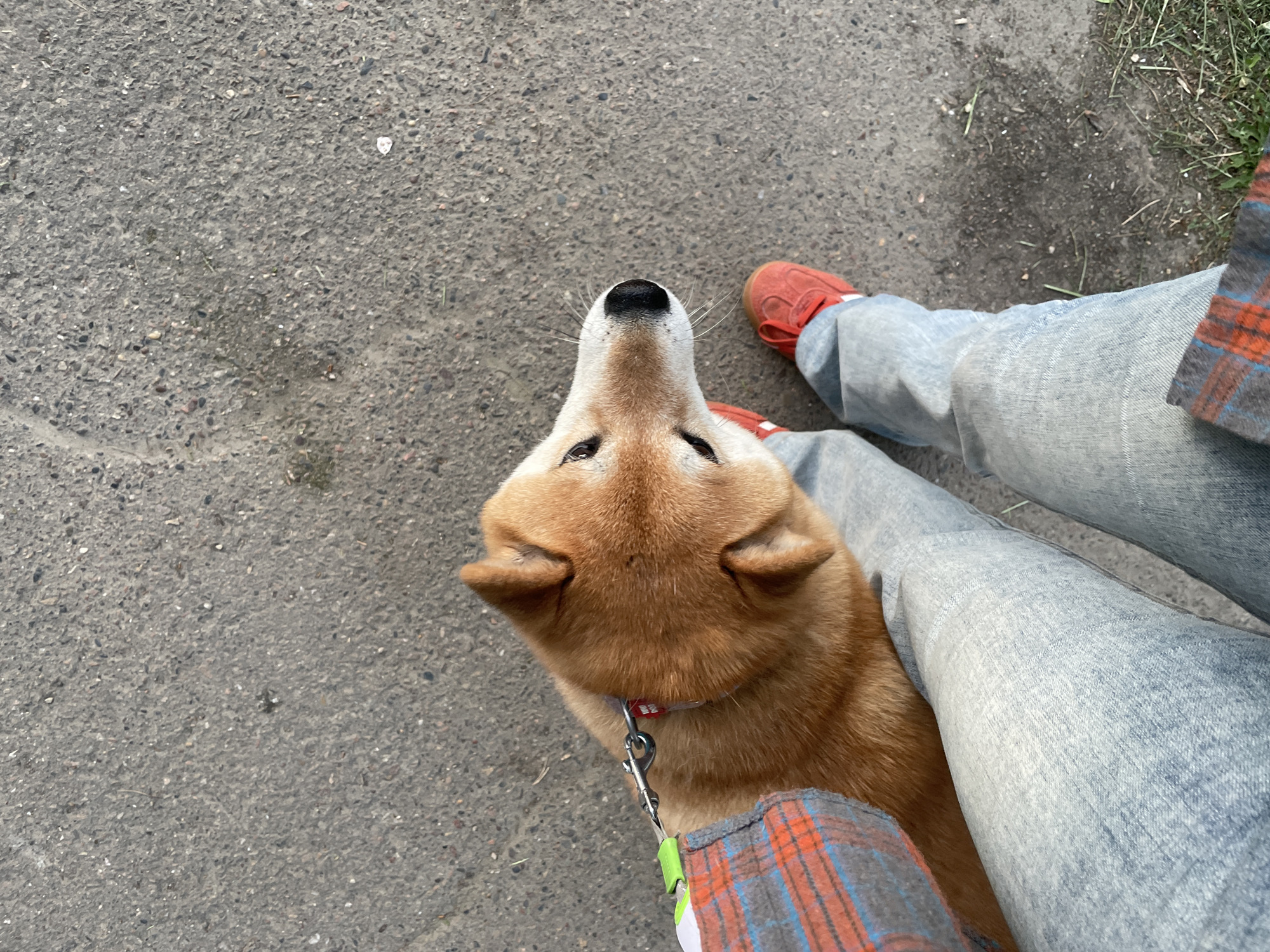 Woman walks Shiba Inu dog through Zheleznogorsk, Russia