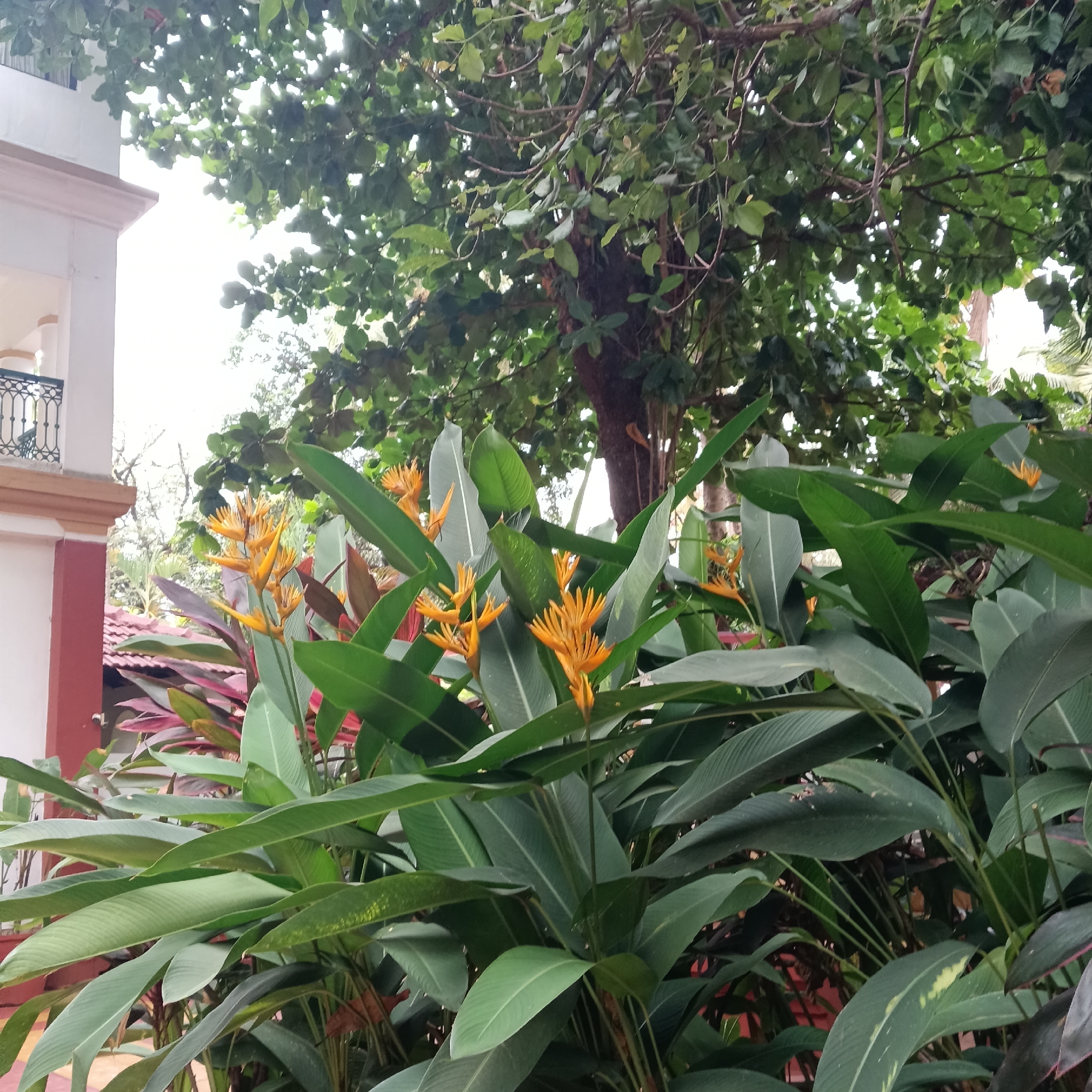 Morning scenes documented around Anjuna, India courtyards and markets