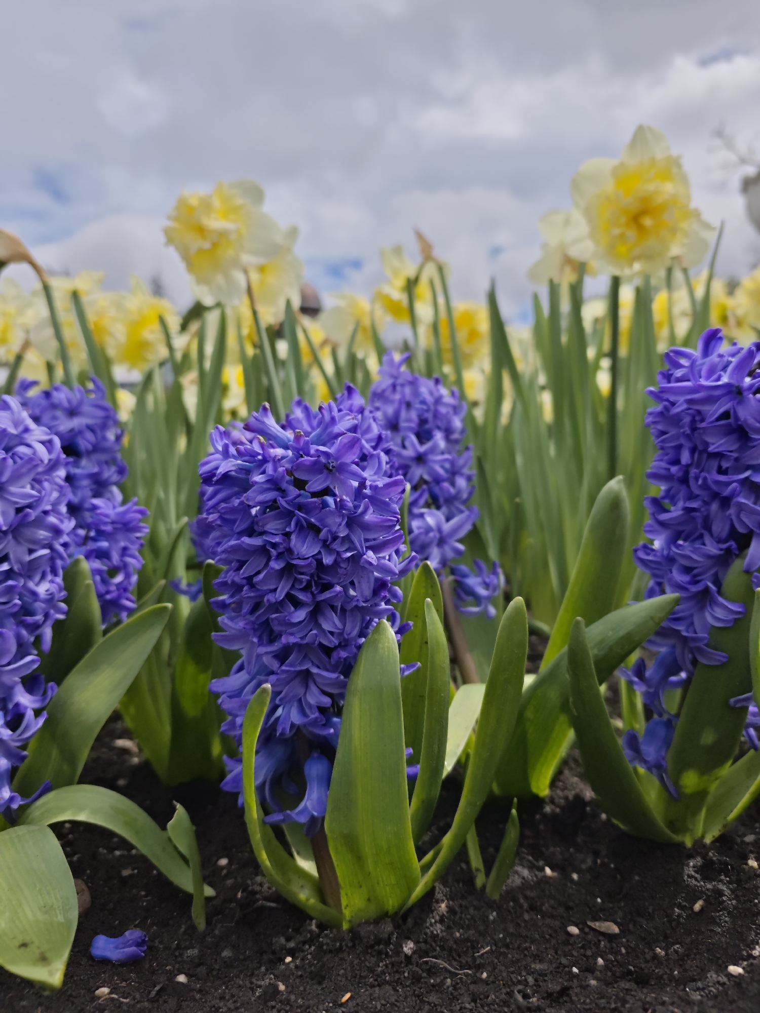 Spring flowers bloom in Pyatigorsk garden beds