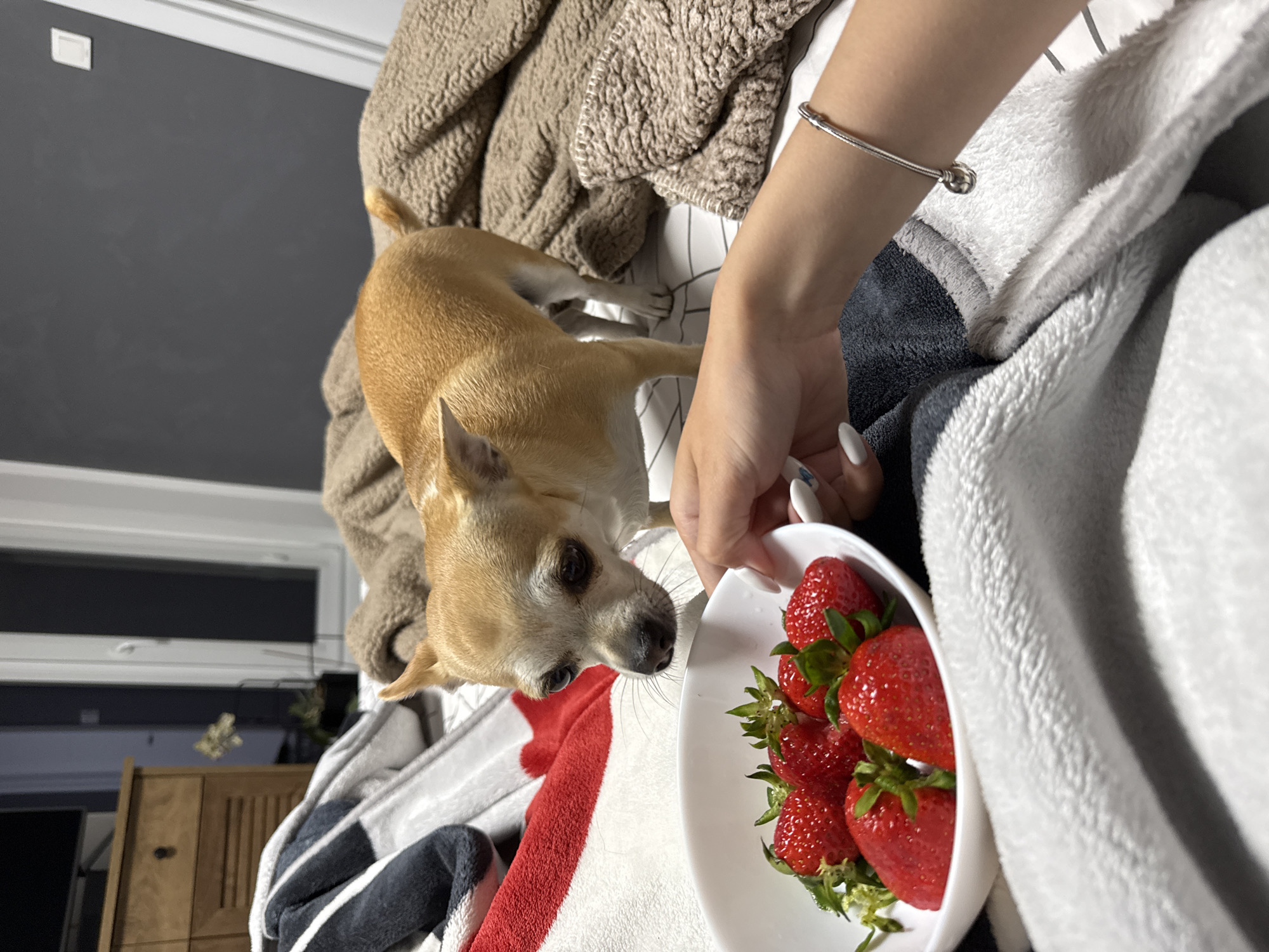 Person shares strawberries with Chihuahua during quiet evening moments