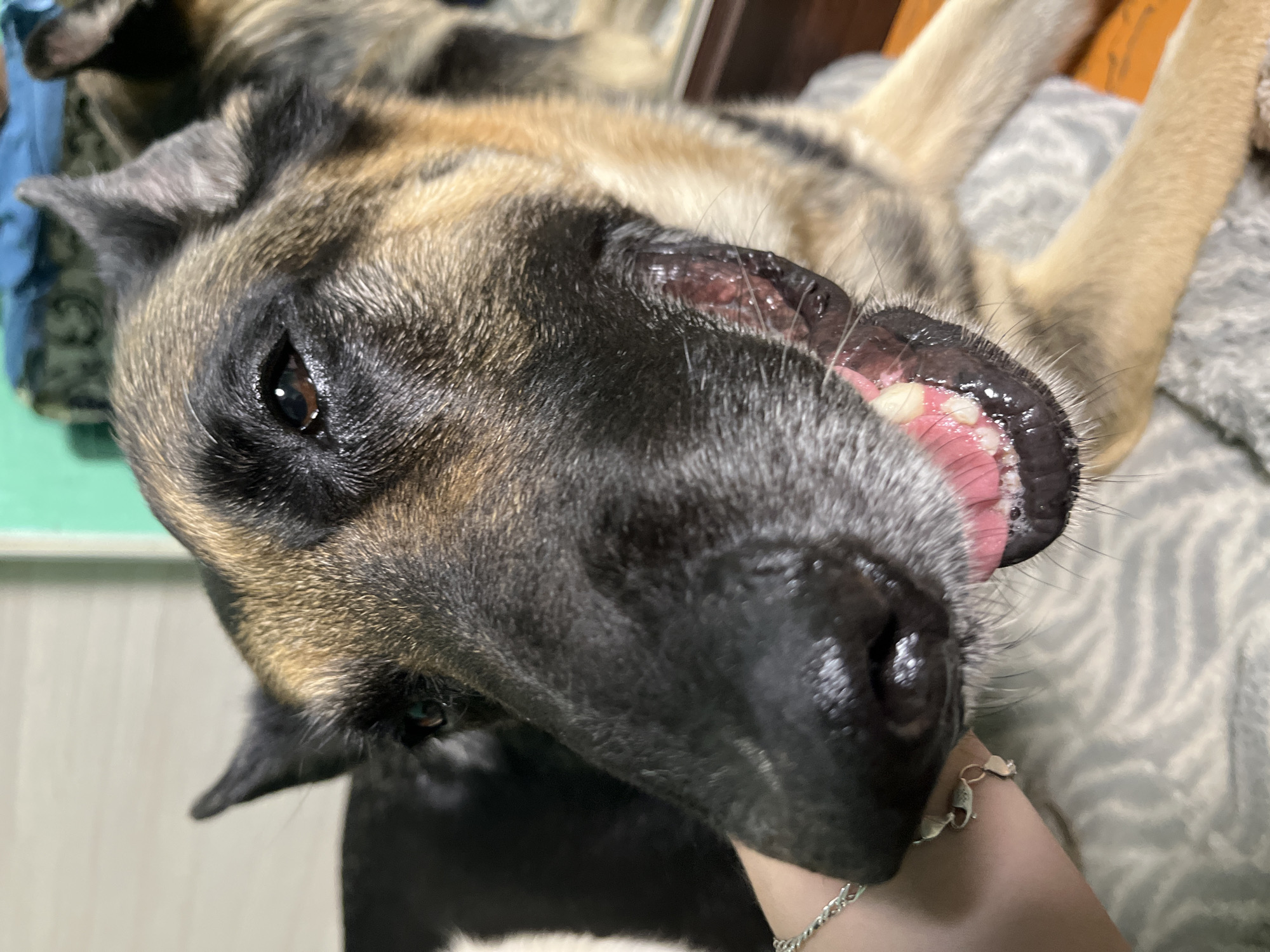 Dogs rest and receive care in Nizhny Tagil home