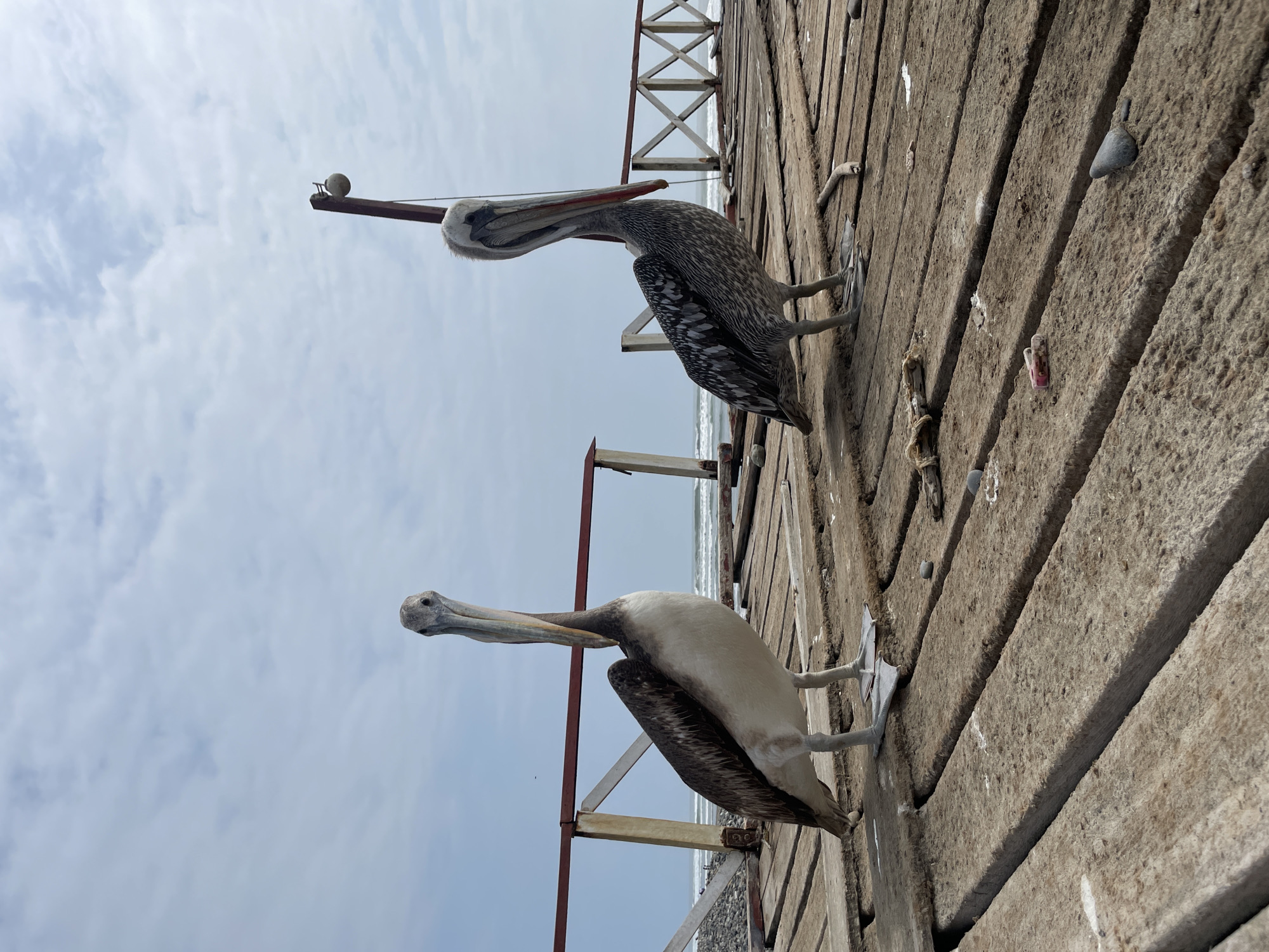 Two pelicans posted up on a Huanchaco pier
