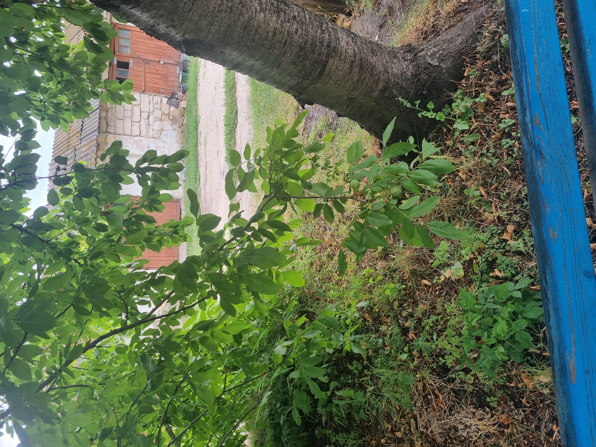 Rainy afternoon in a green urban space, cat on a bench