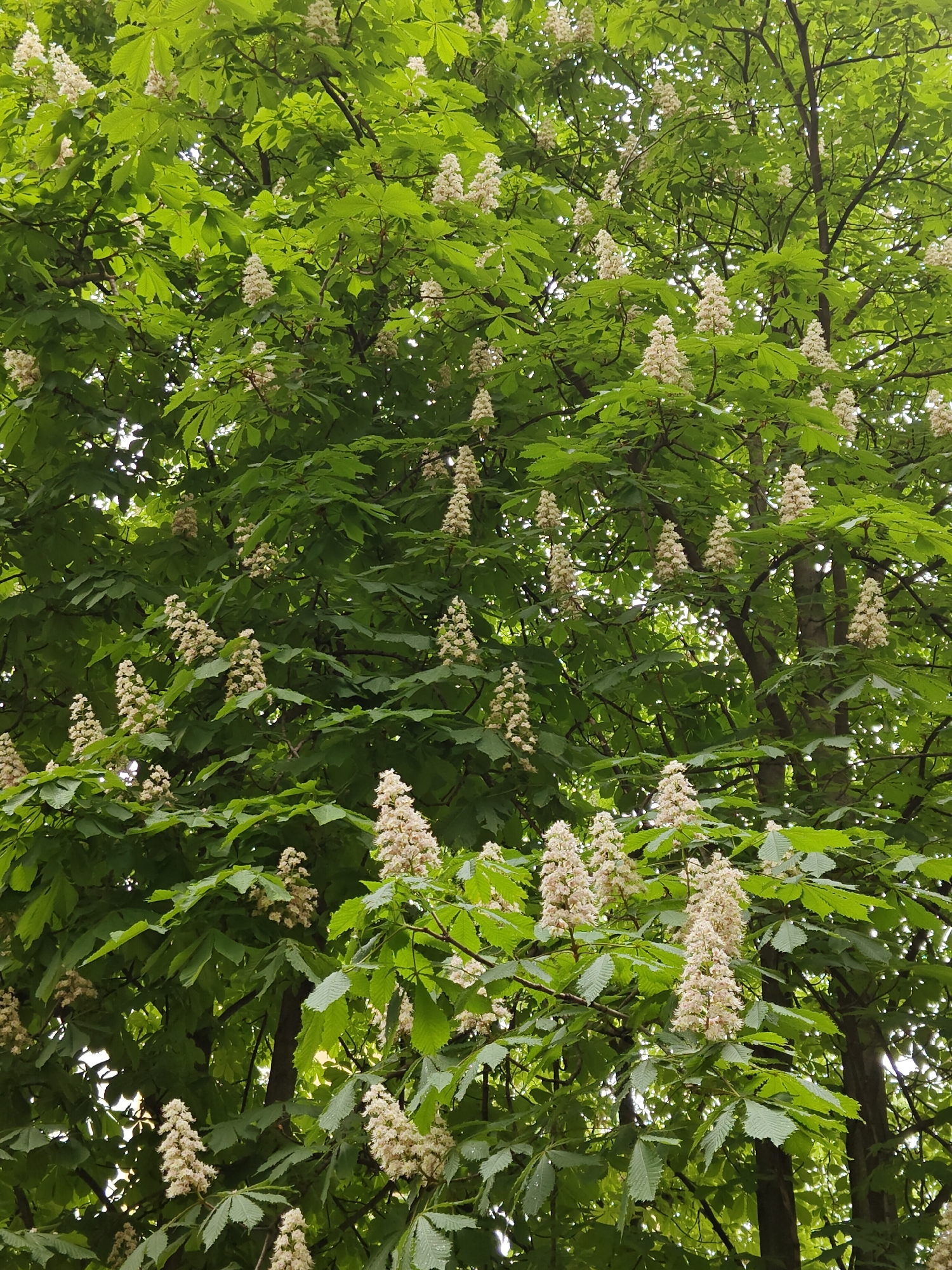 Spring blooms observed in Rostov-on-Don amid flowering season