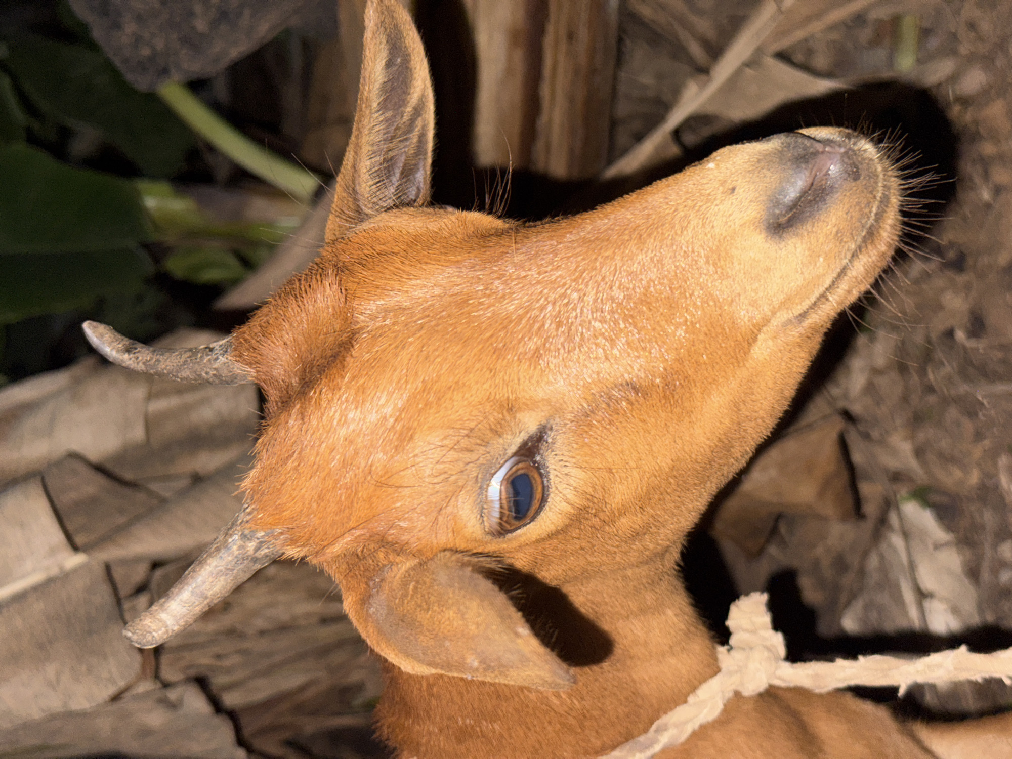 Tethered animals spotted in two Nigerian communities