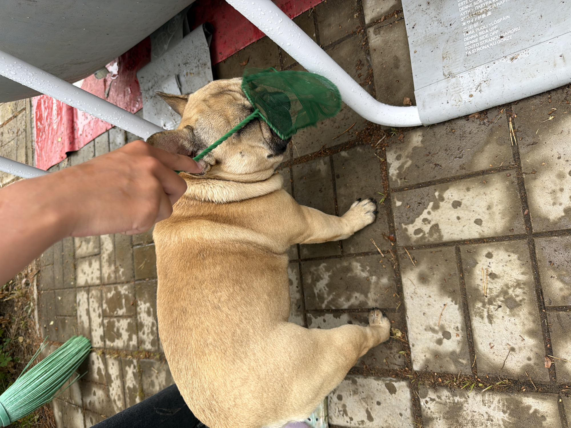 Backyard activities with French Bulldog and decorated outdoor spaces