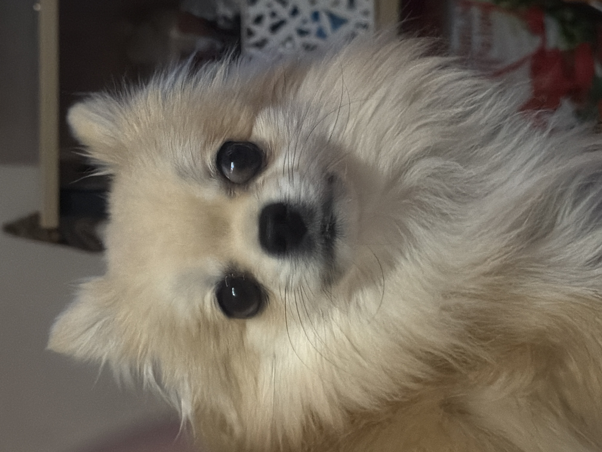 Pomeranian dog photographed resting at home in Chaikovsky
