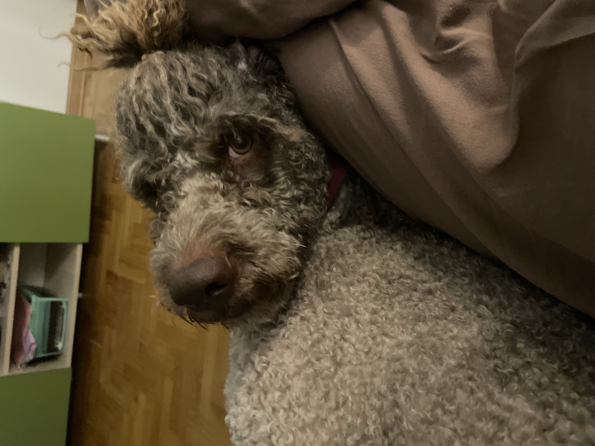 Lagotto Romagnolo dog spotted resting indoors in Boreti, Montenegro