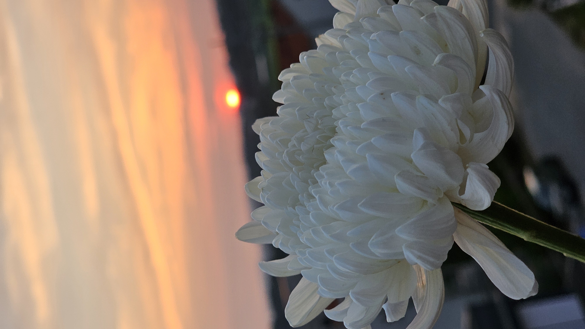 Chrysanthemums and a hazy sunrise in Asan-si