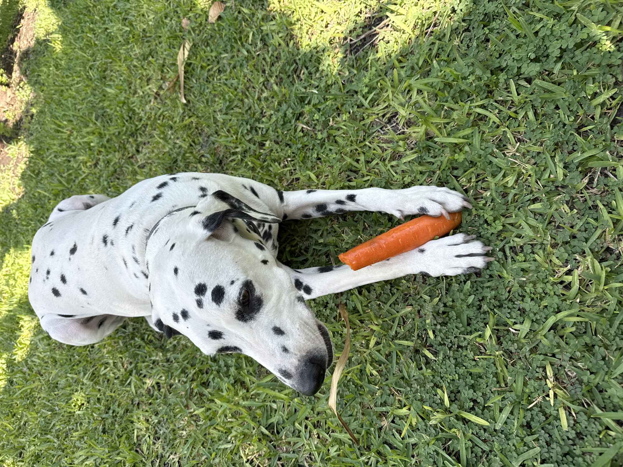 Dalmatian dog spotted resting in multiple locations in Xochitepec