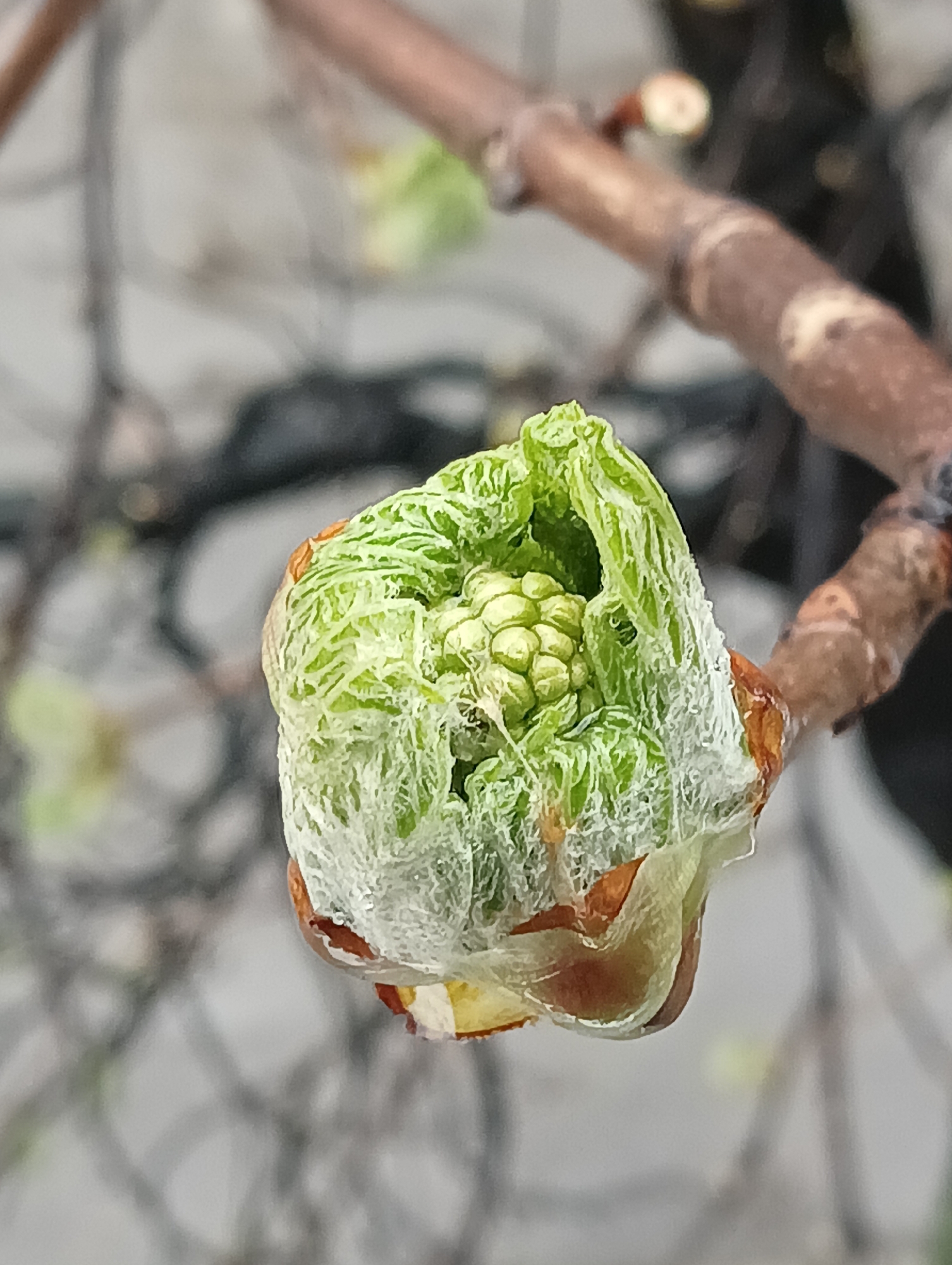 Horse chestnut bud emerges in Ruse, Bulgaria