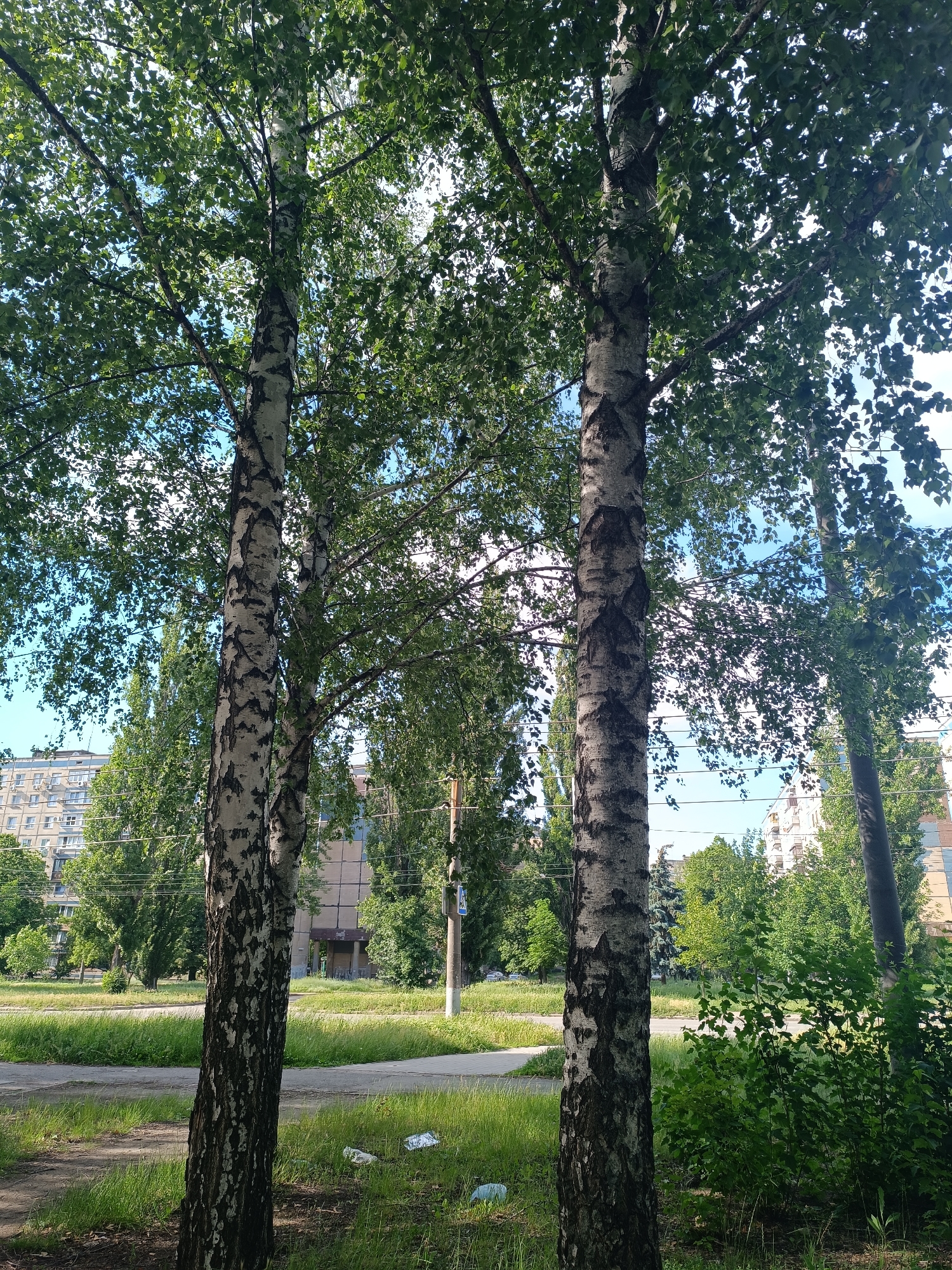 Kryvyi Rih park and street life on a summer afternoon