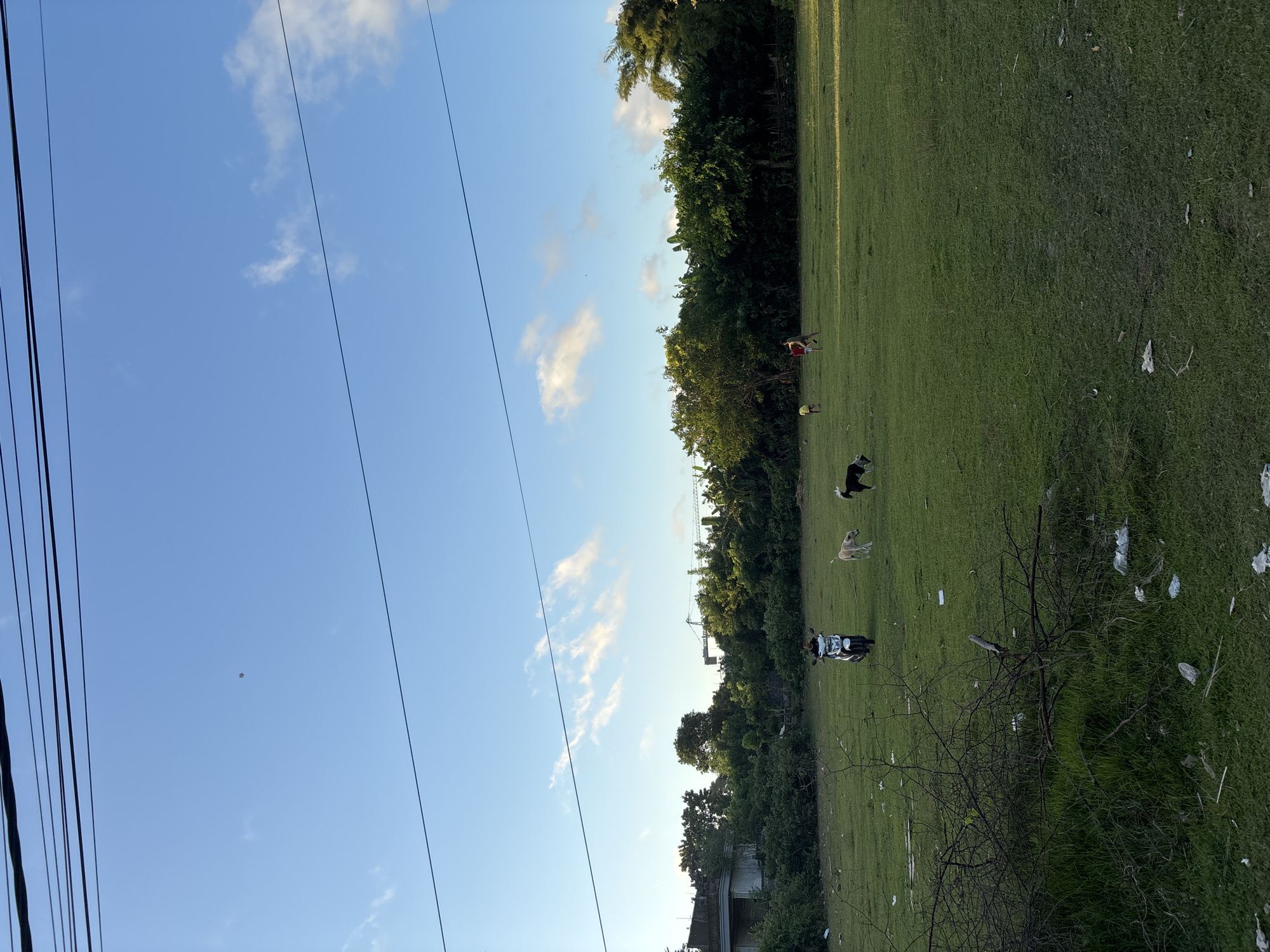 Dogs roam littered field in Ungasan, Indonesia