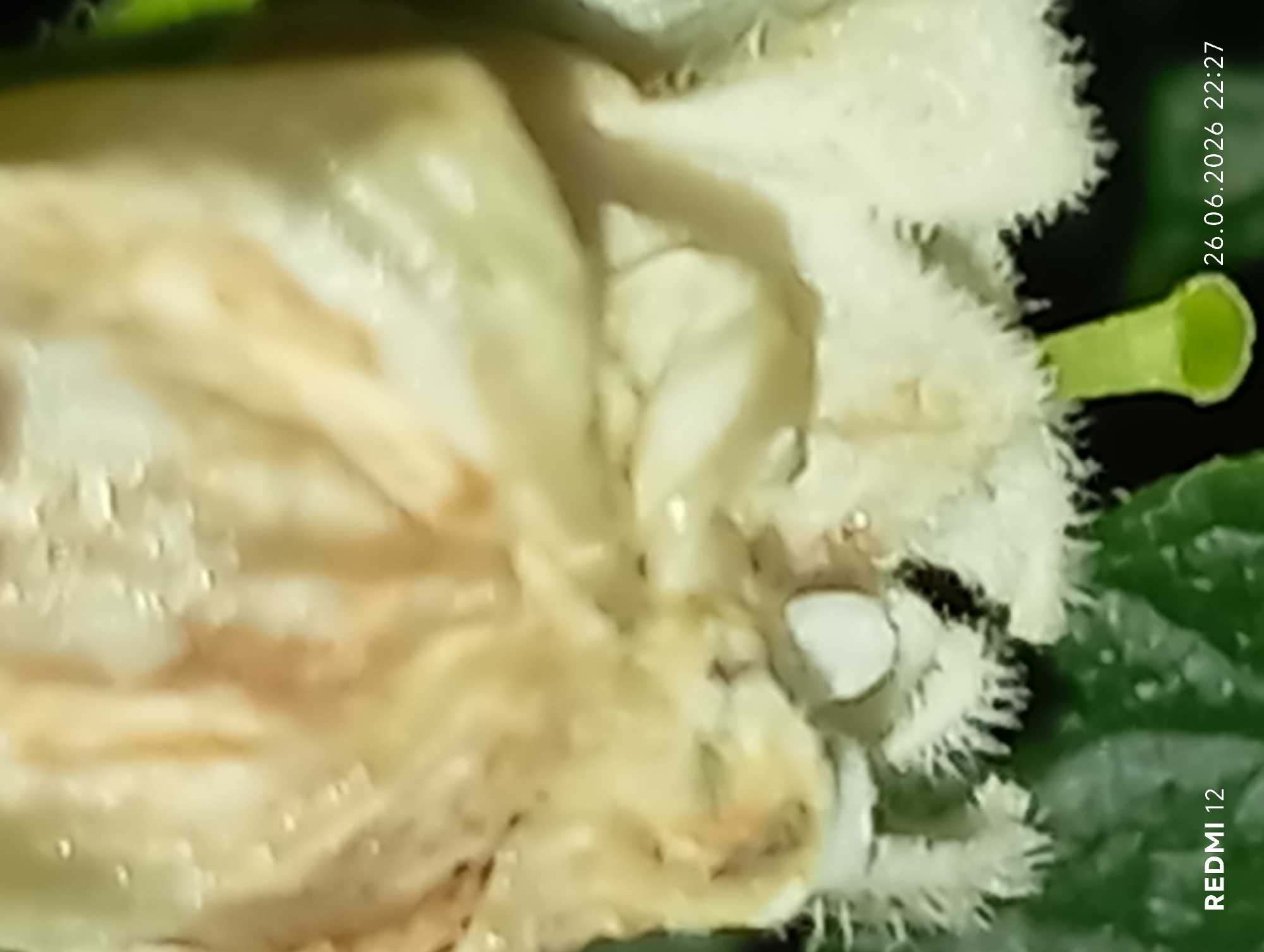 Evening in Smila: macro nature shots and a slow sunset