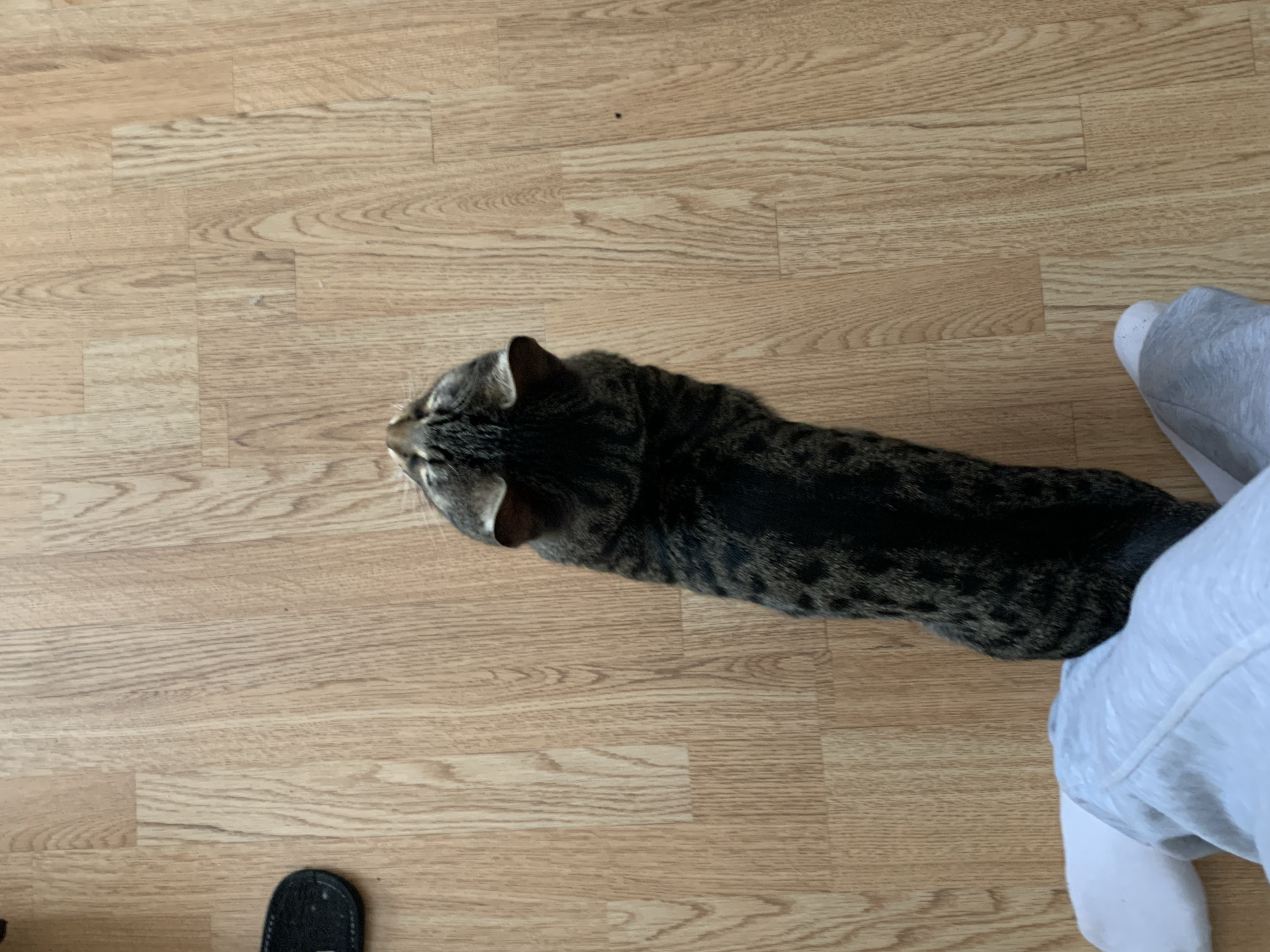 Tabby cat enjoys lazy morning in Stavropol home