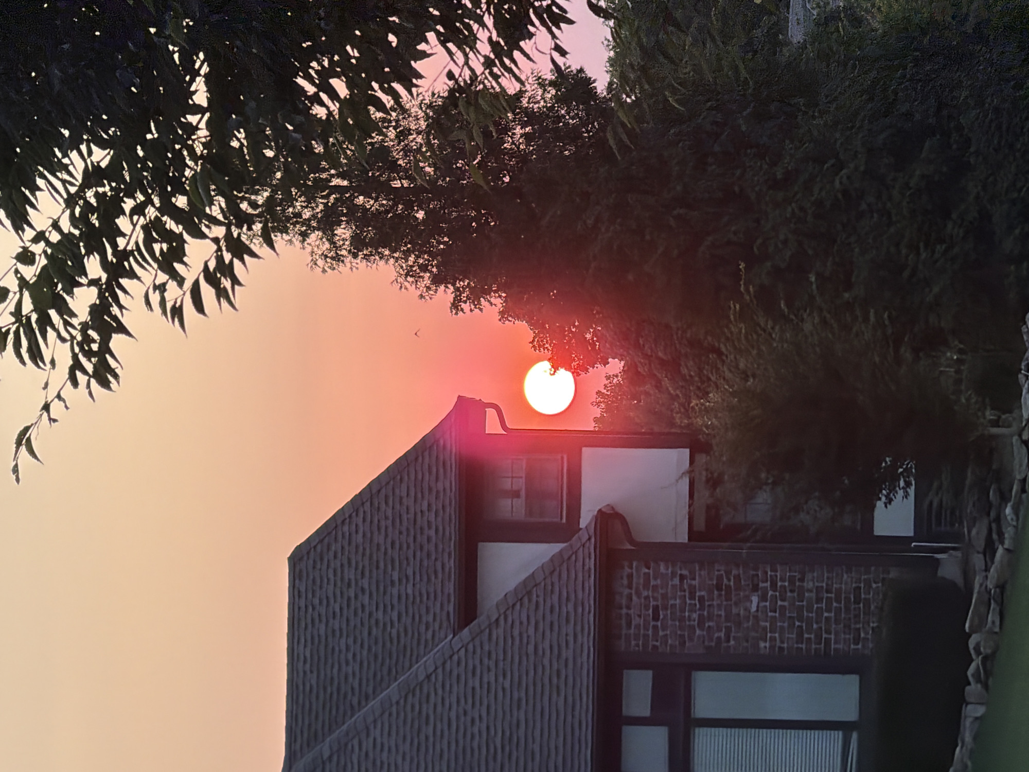 Sunset in the suburbs, with mushrooms in the grass