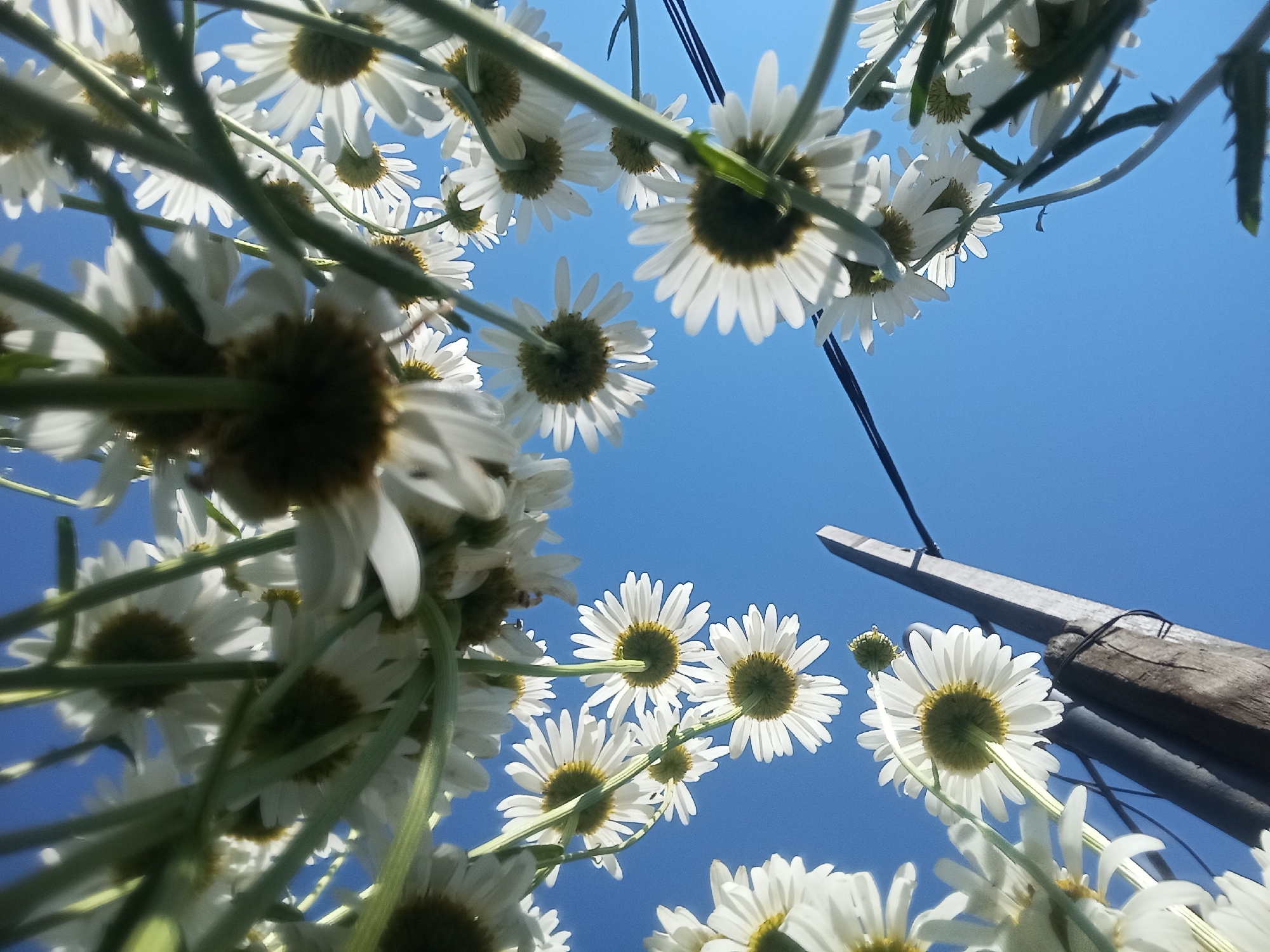 Flowers, bugs, and building details on a Orenburg morning