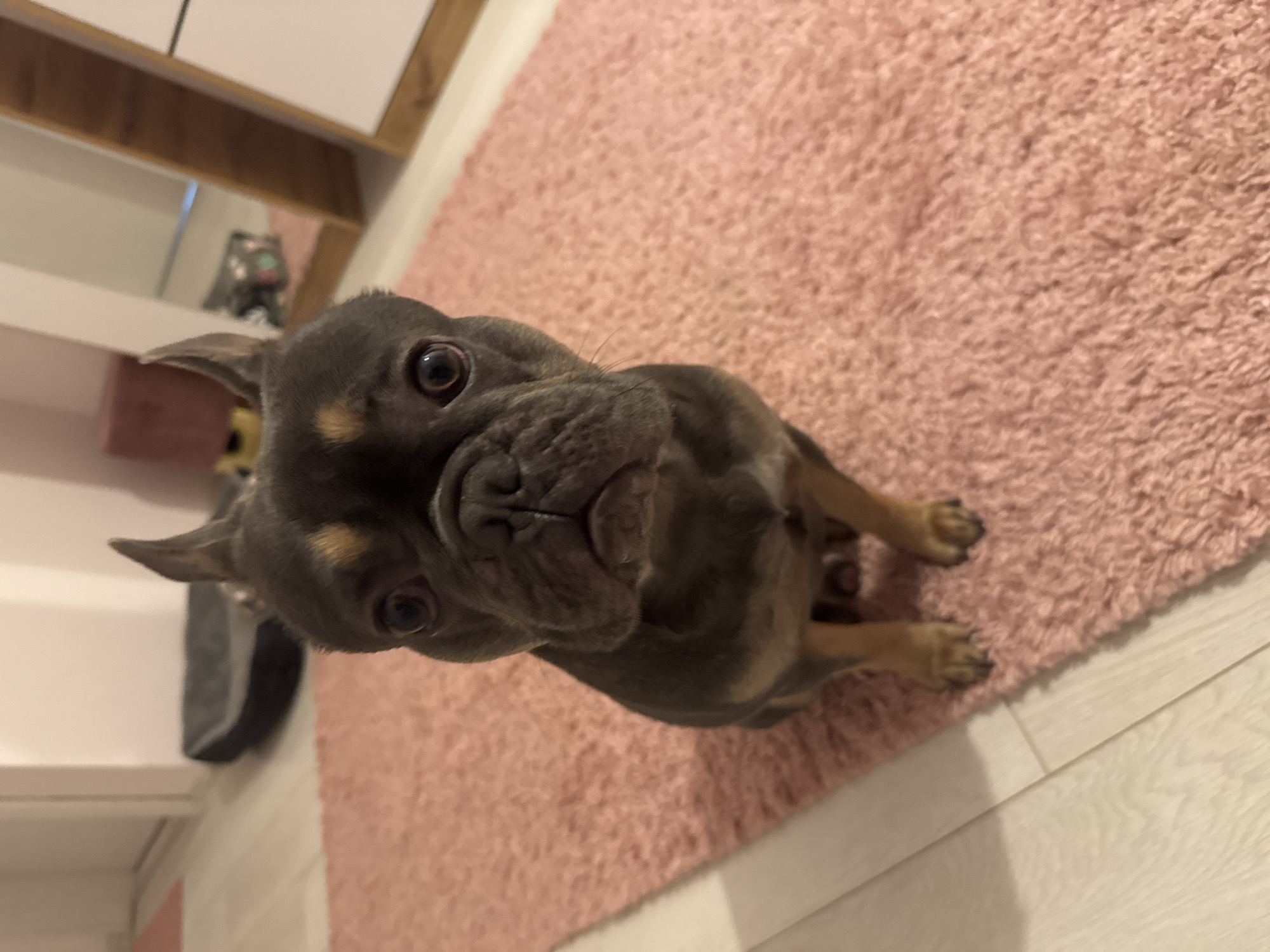 French Bulldog puppies photographed indoors in Burgas, Bulgaria