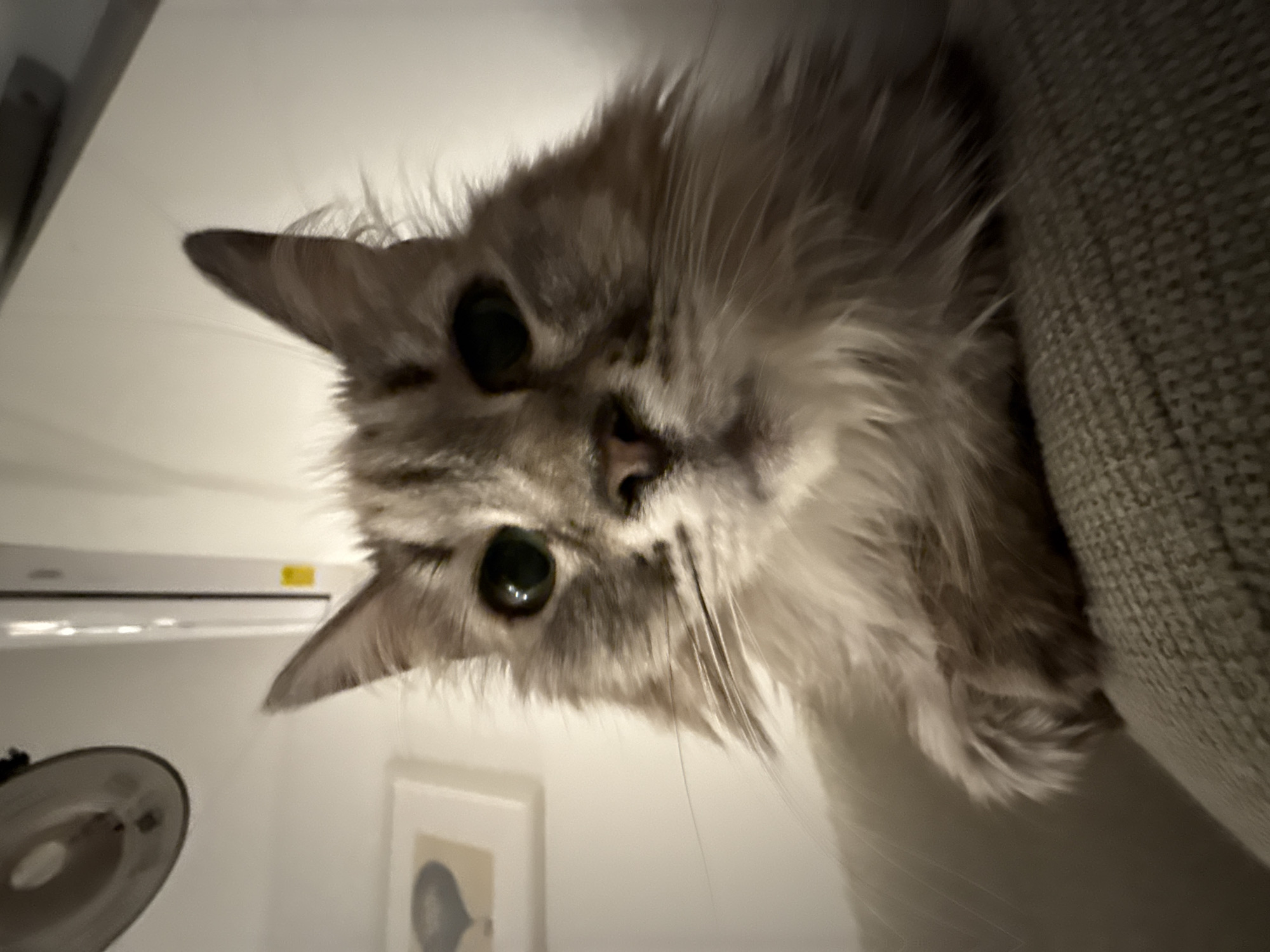 Domestic cats photographed in close-up indoor portraits