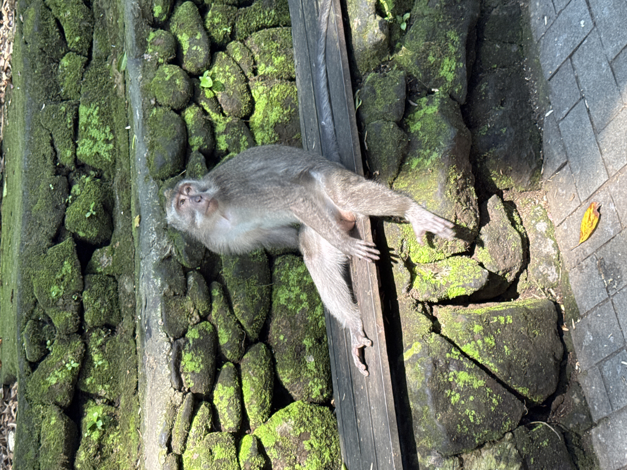 Macaque monkeys and visitors at a mossy Ubud spot