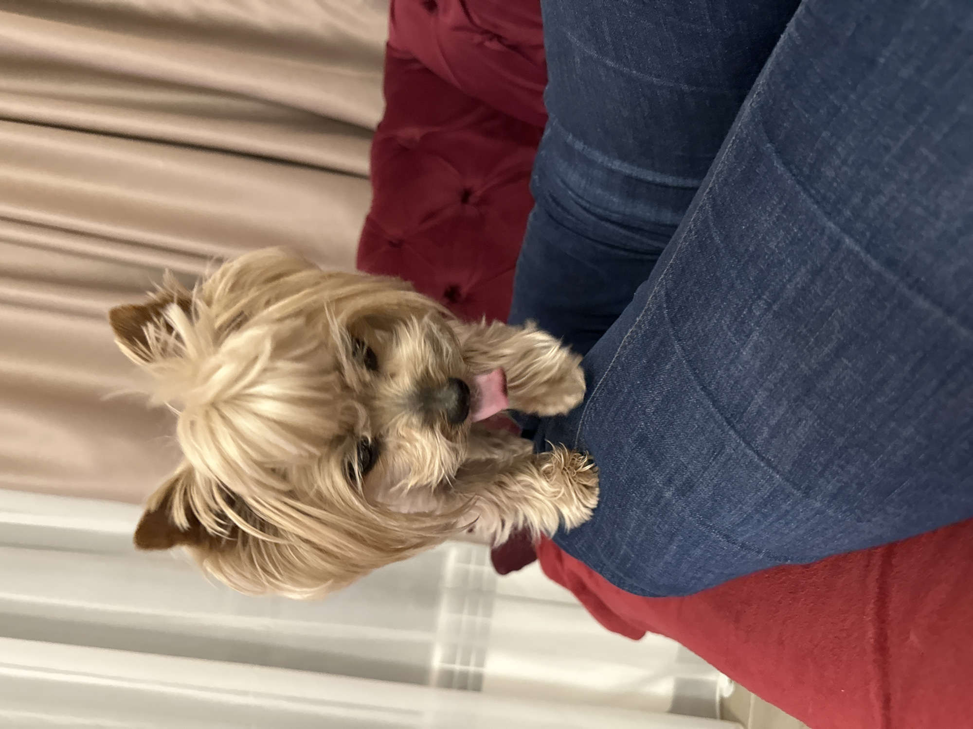 Yorkshire Terrier photographed multiple times in Sofia home