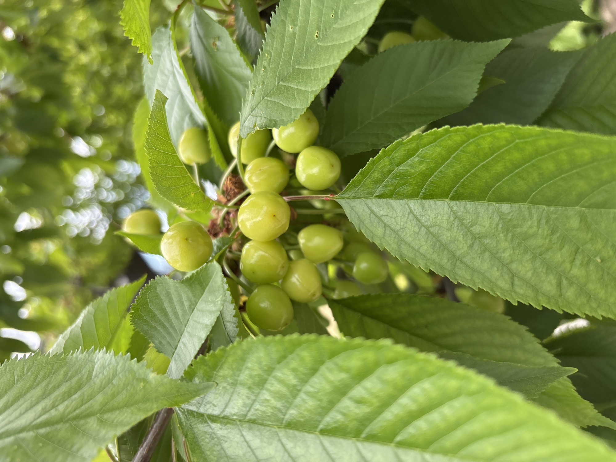 Green cherries spotted ripening on trees in Bulgarian village