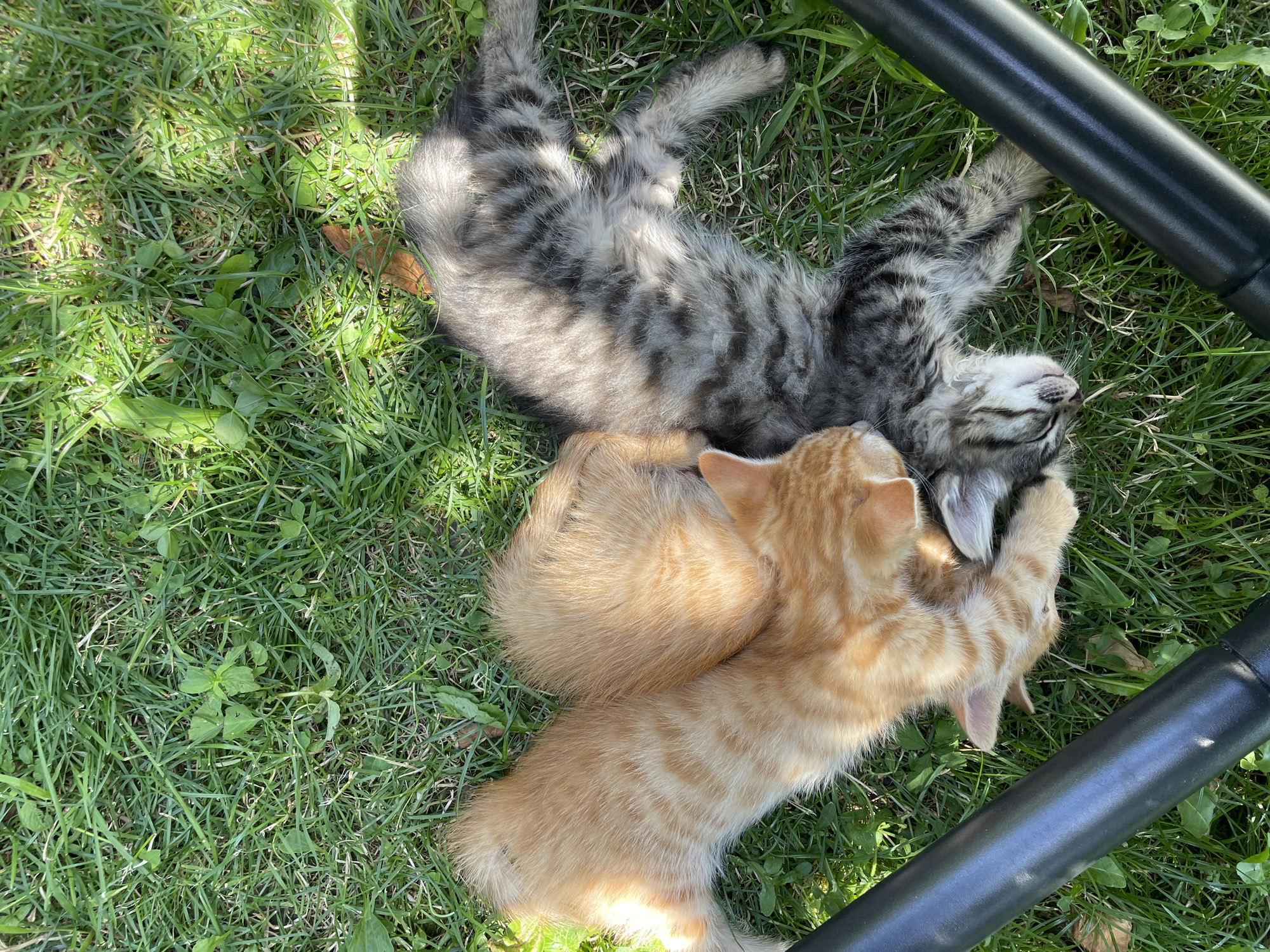 Kittens nap and play in a Pernik backyard on a summer morning