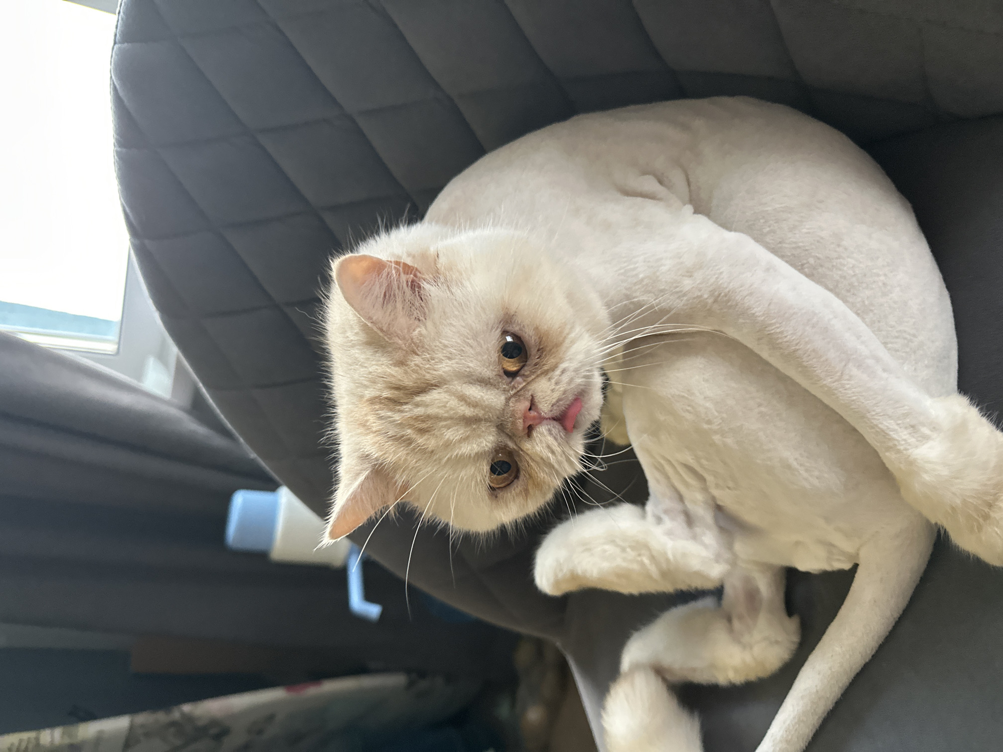 Freshly shaved exotic shorthair relaxes on a gray chair in Perm