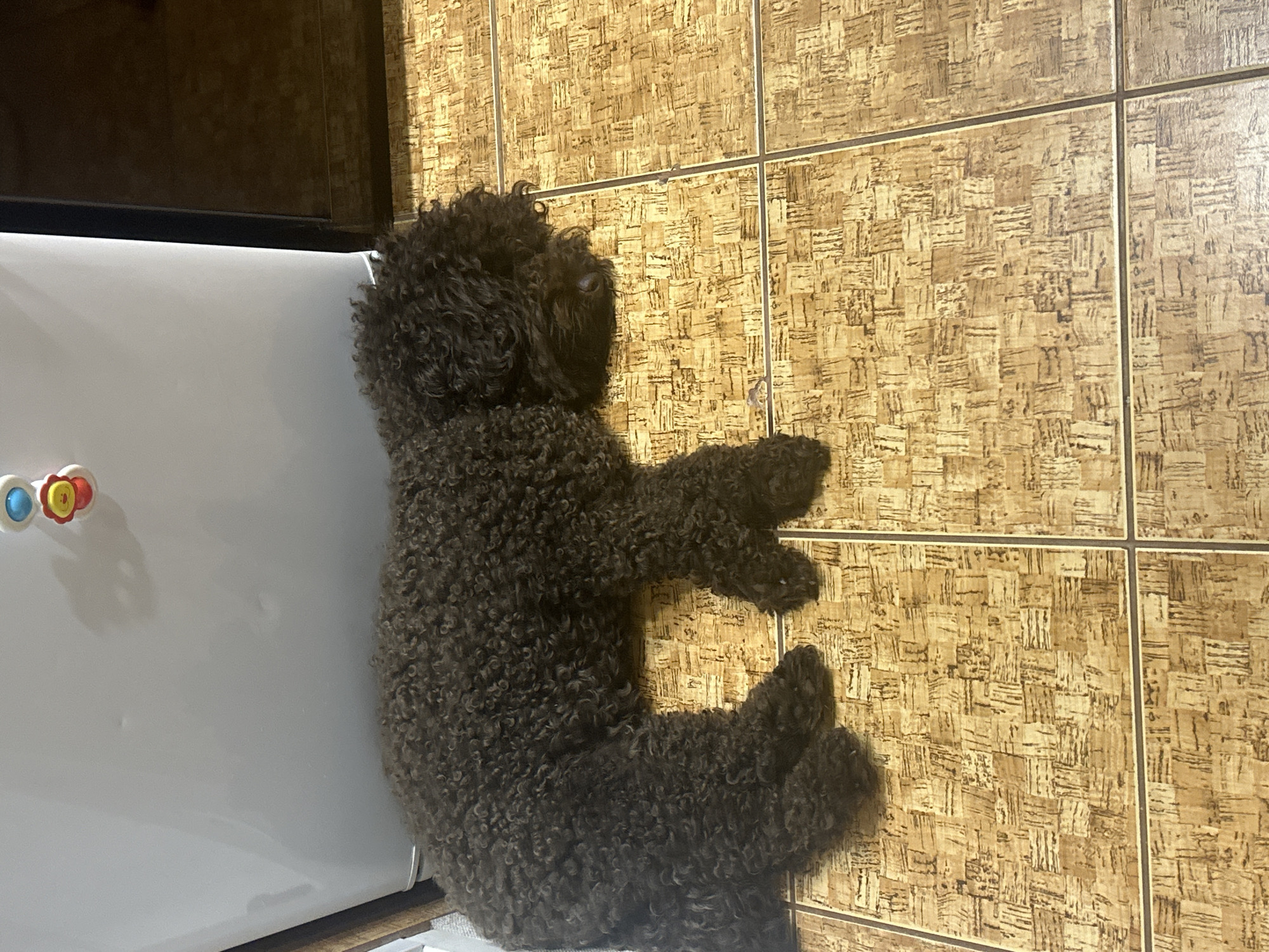 Cats and a poodle at home in Sayanogorsk, mid-afternoon.