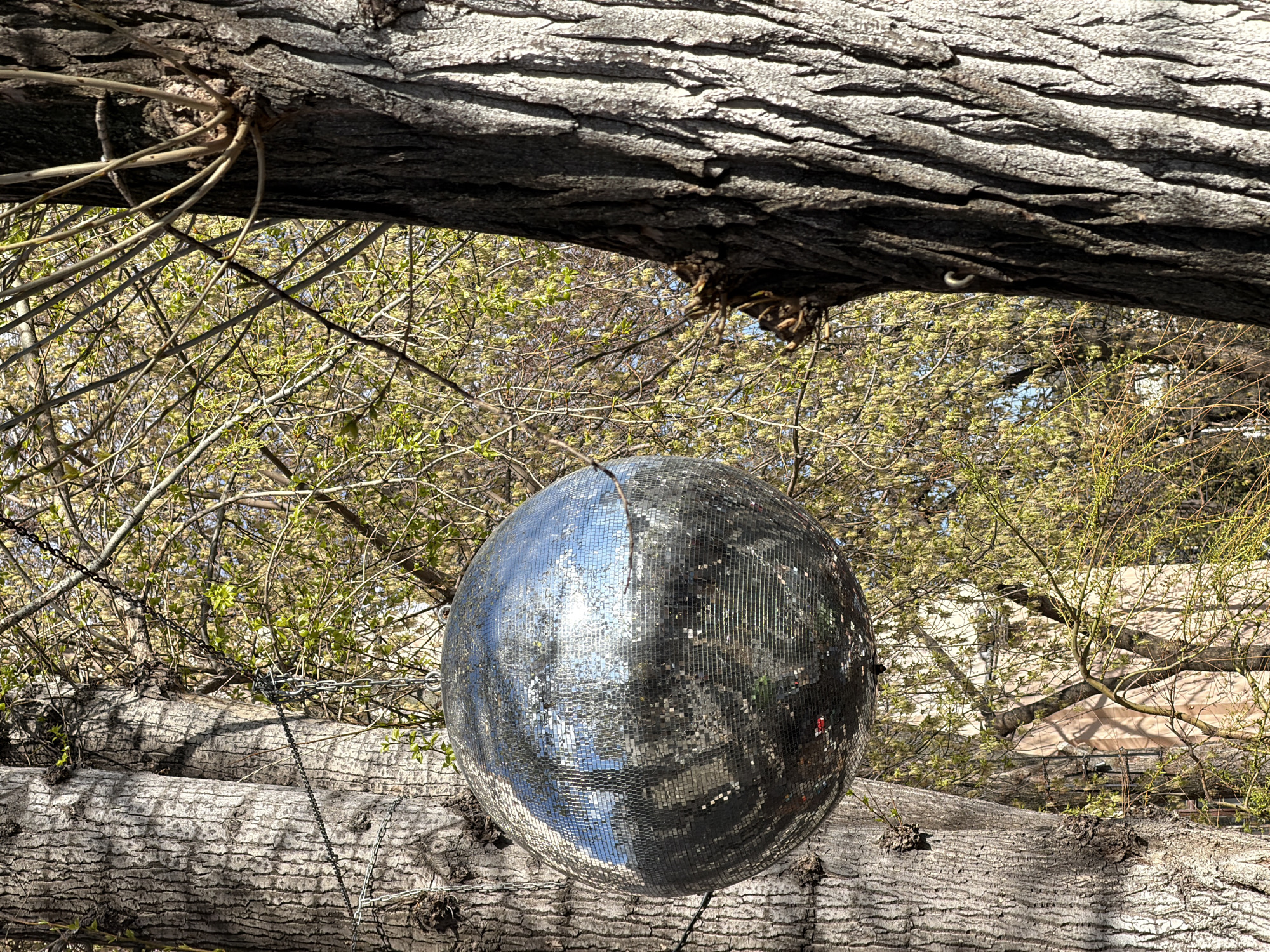 Disco ball hangs from tree branch in Moscow outdoor setting