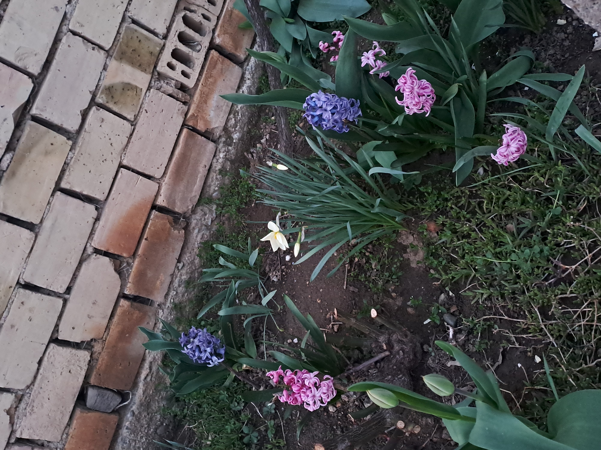 Spring flowers bloom along garden paths in Spanchevtsi, Bulgaria