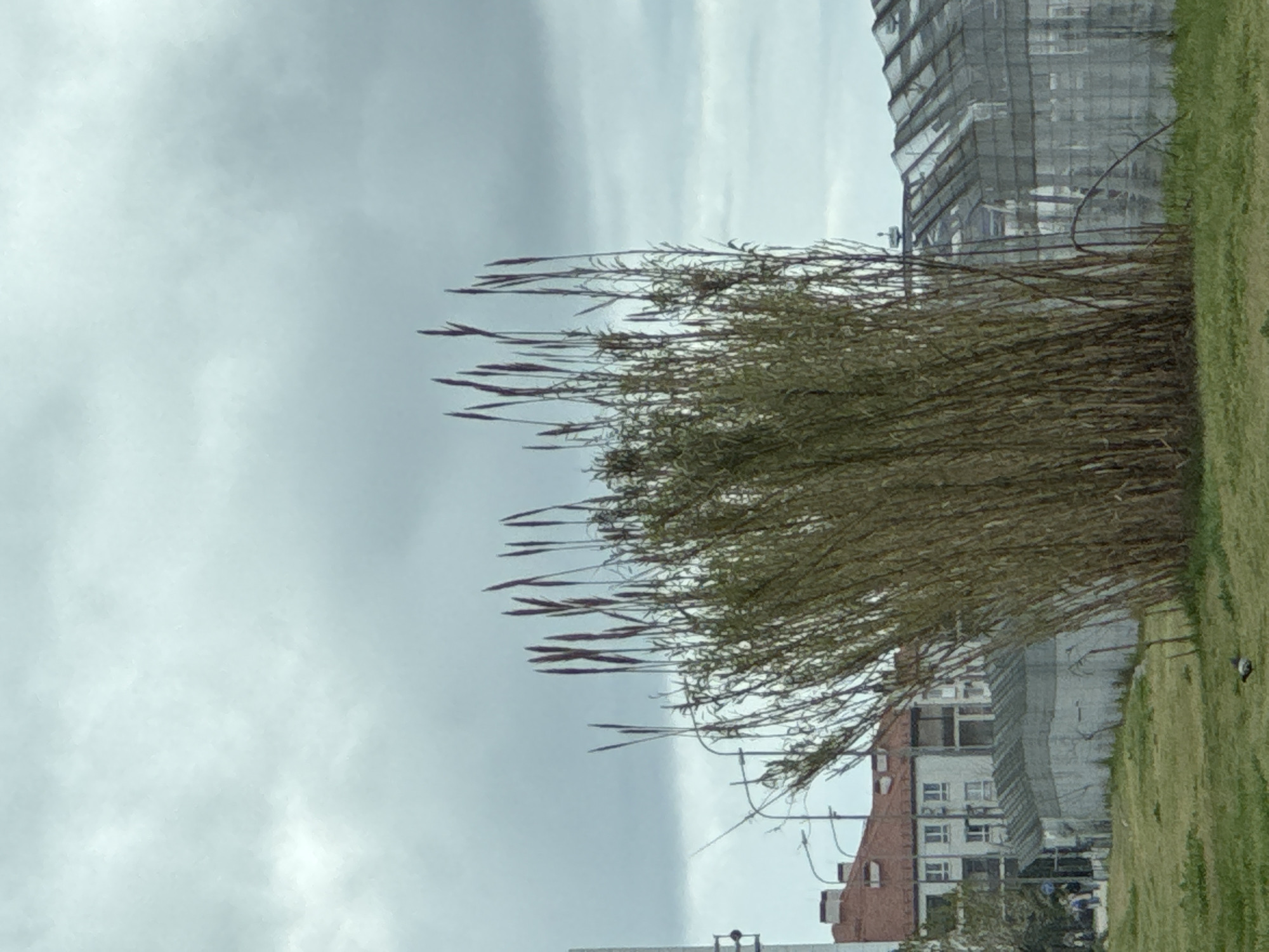 Construction site observed amid urban grasses in Sirius, Russia