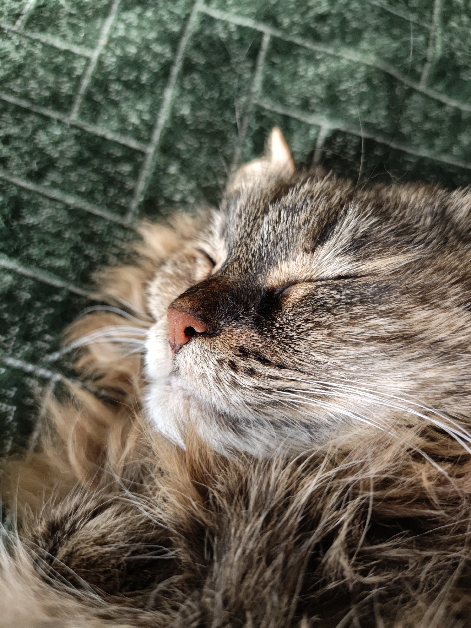 Cat napping on a green blanket, Odesa afternoon