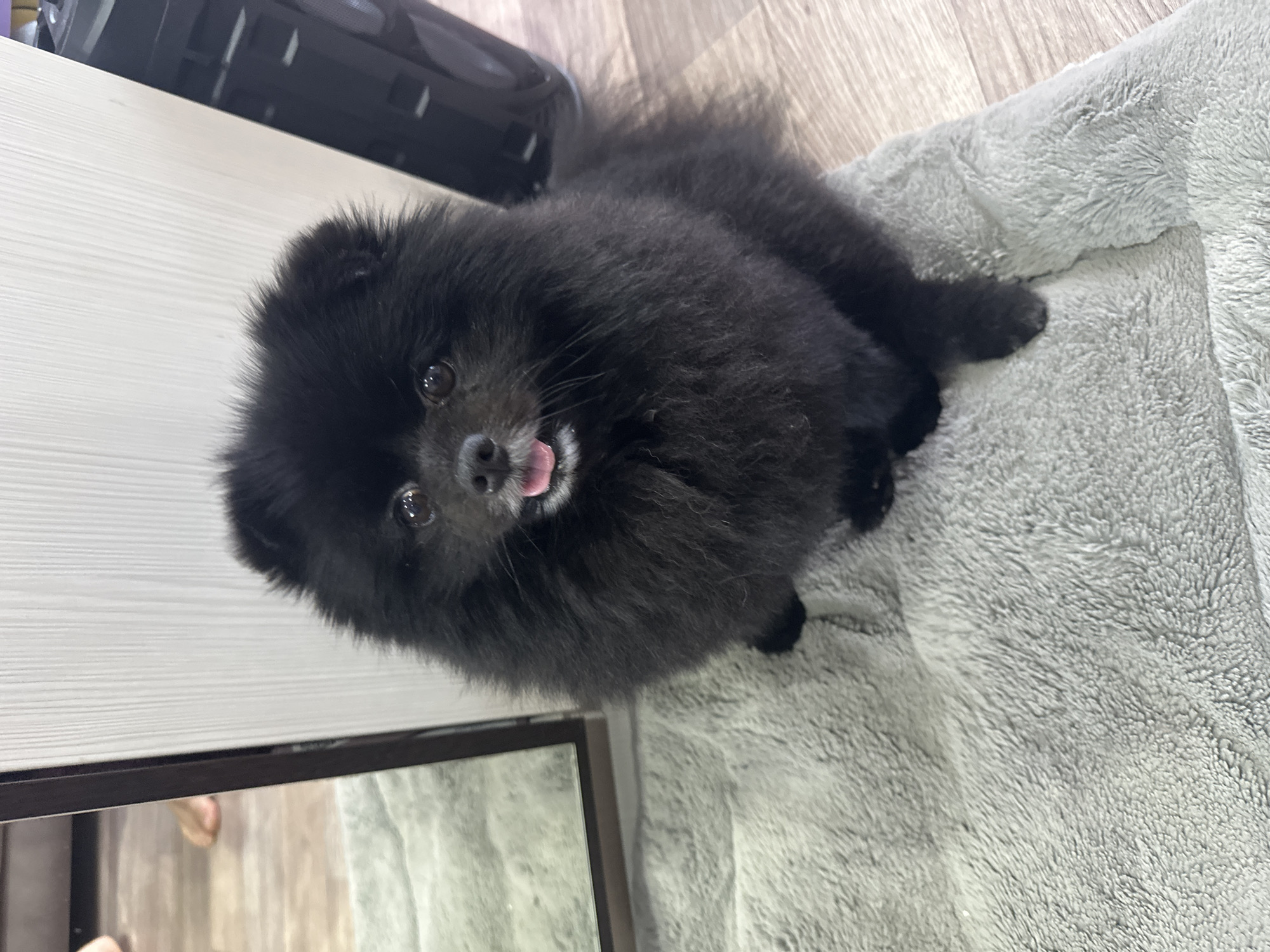 Fluffy black Pomeranian at home in Petropavl, treat in sight