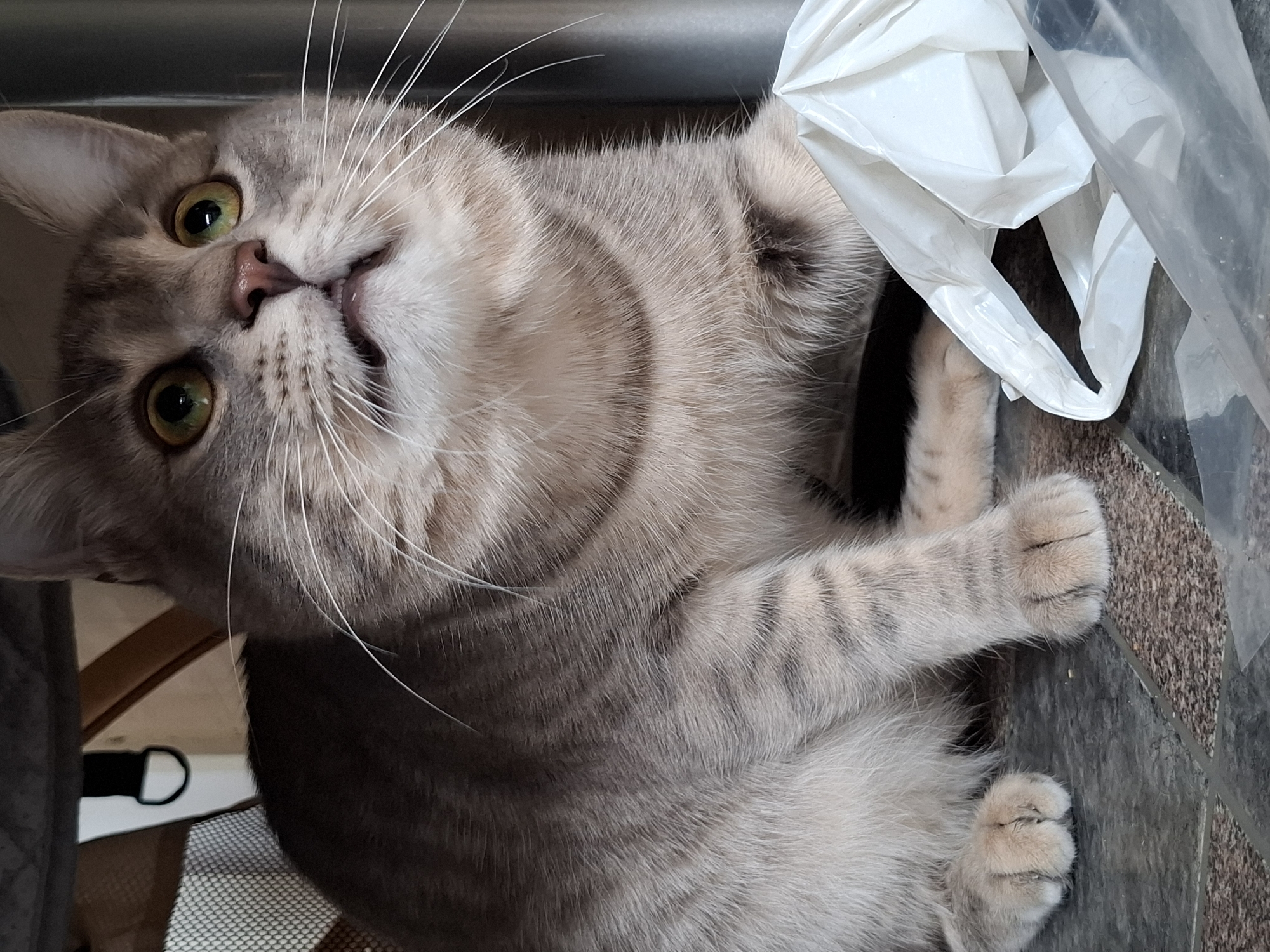 Curious tabby cat photographed with surprised expression
