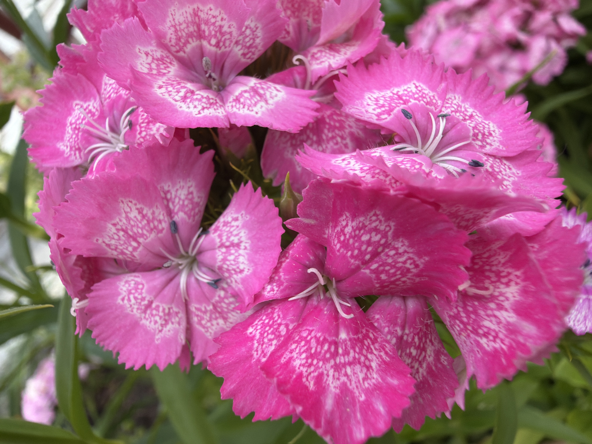Photo challenge prompts and garden documentation in Polish village