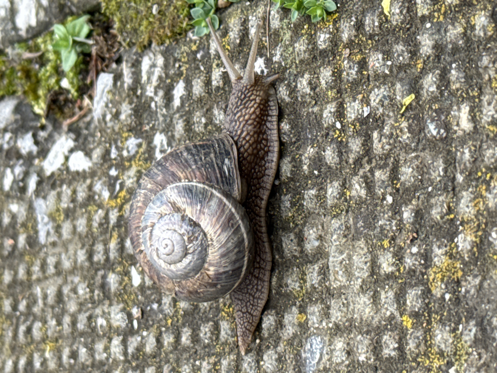 Early morning urban wildlife encounters documented in Sofia