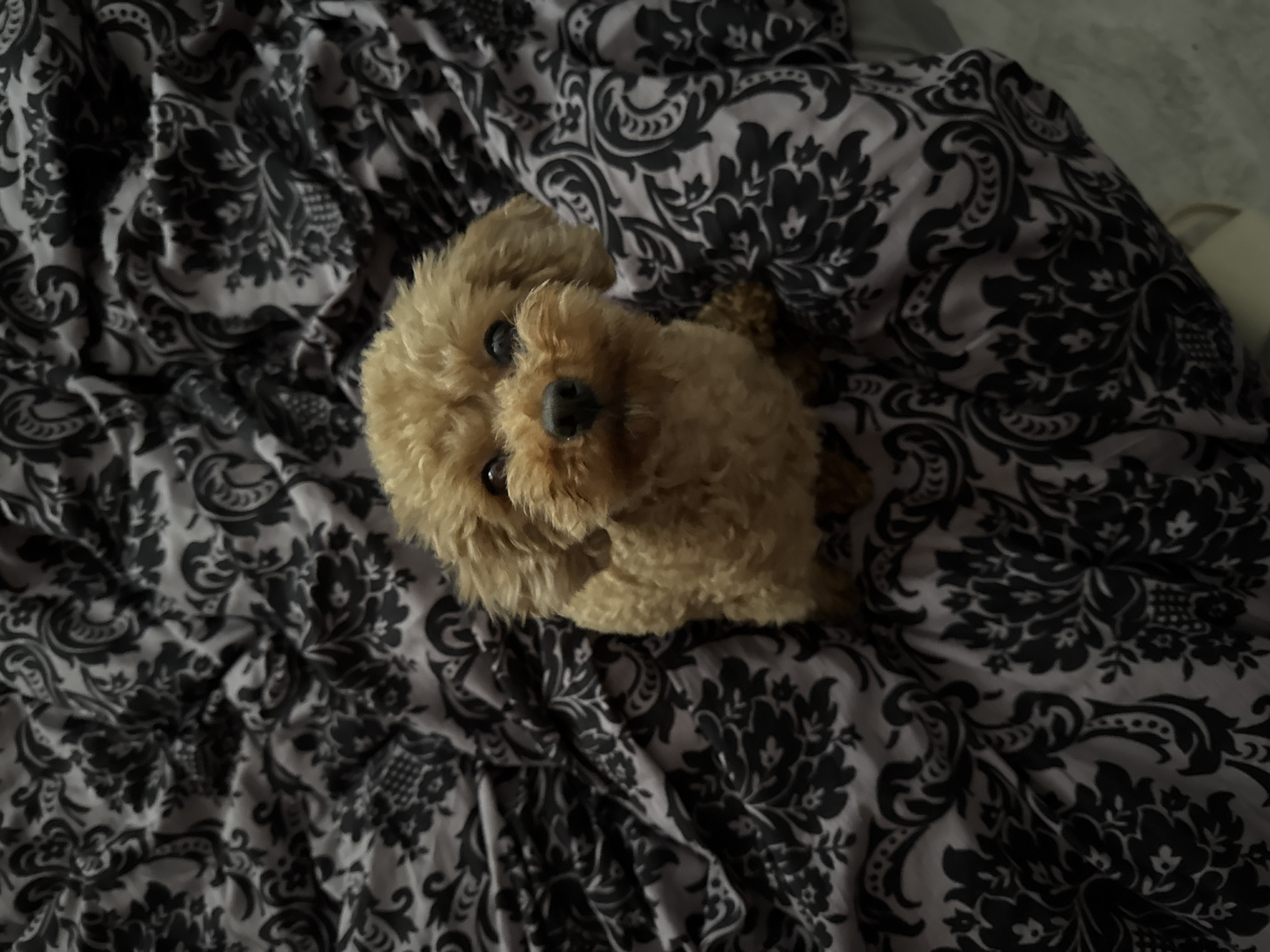 Poodle observed resting on patterned bedding in Sofia
