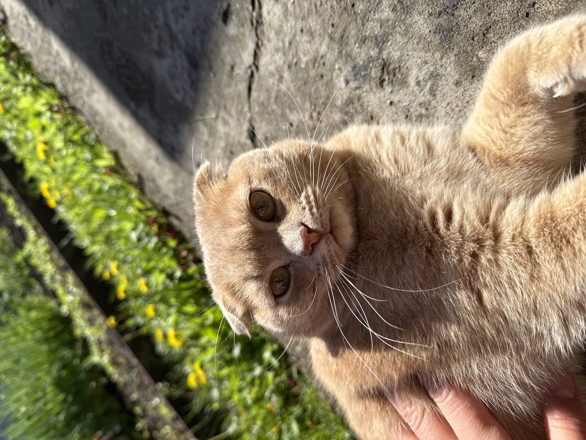 Orange cat grooming session observed in Kazan morning