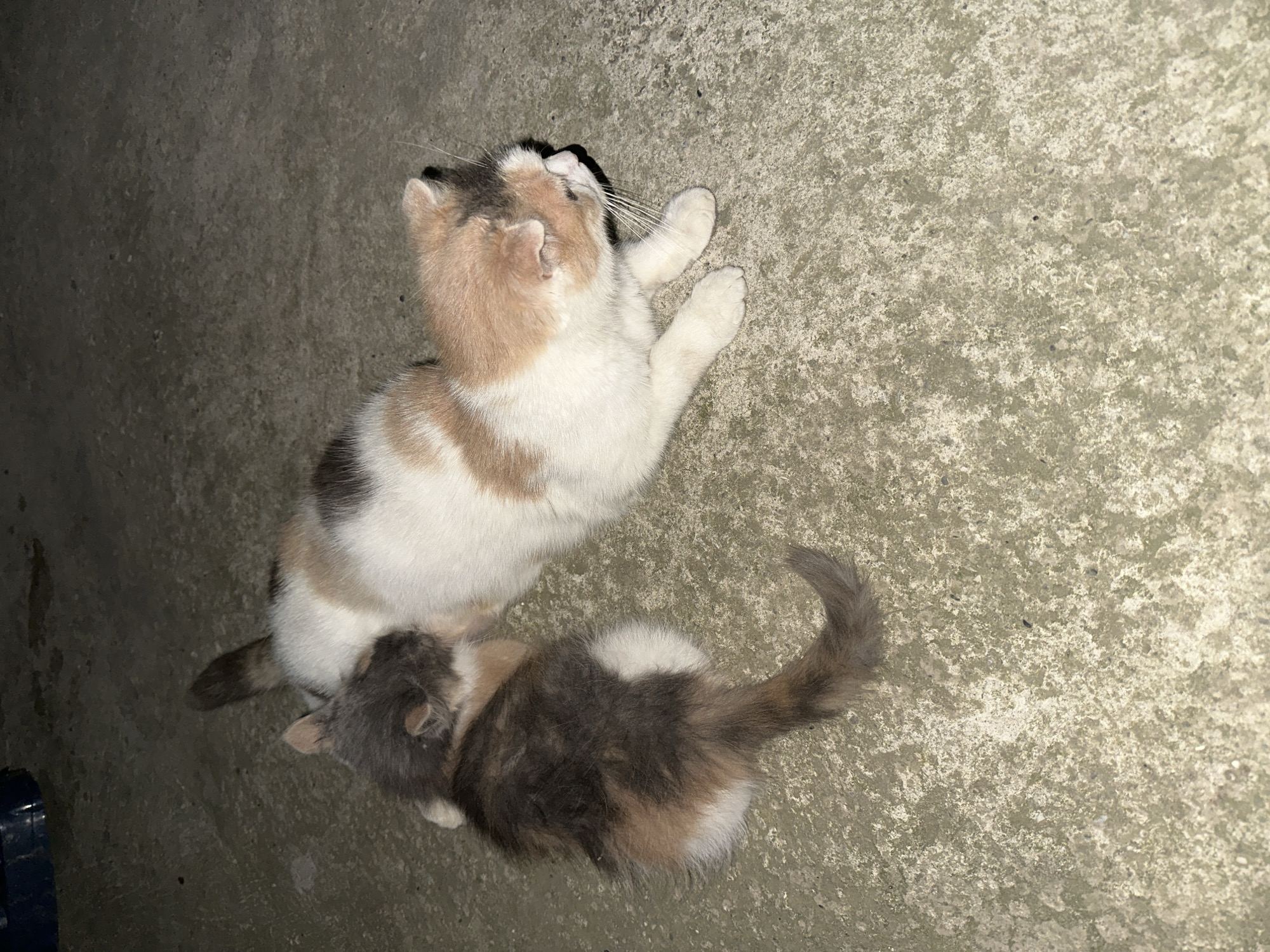 Kittens and cats hanging out in Subutli-Miatli