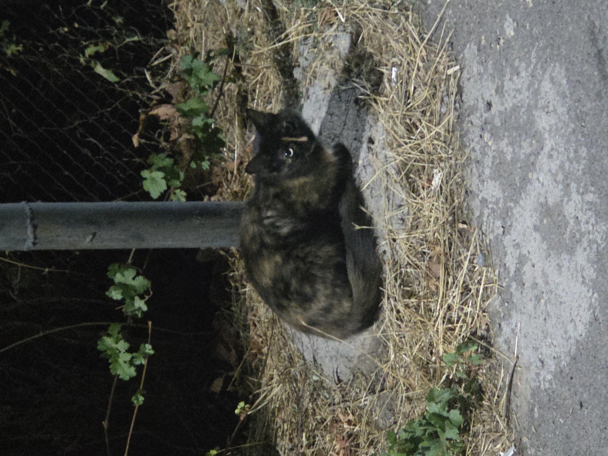 An African Grey parrot and street animals around Shymkent