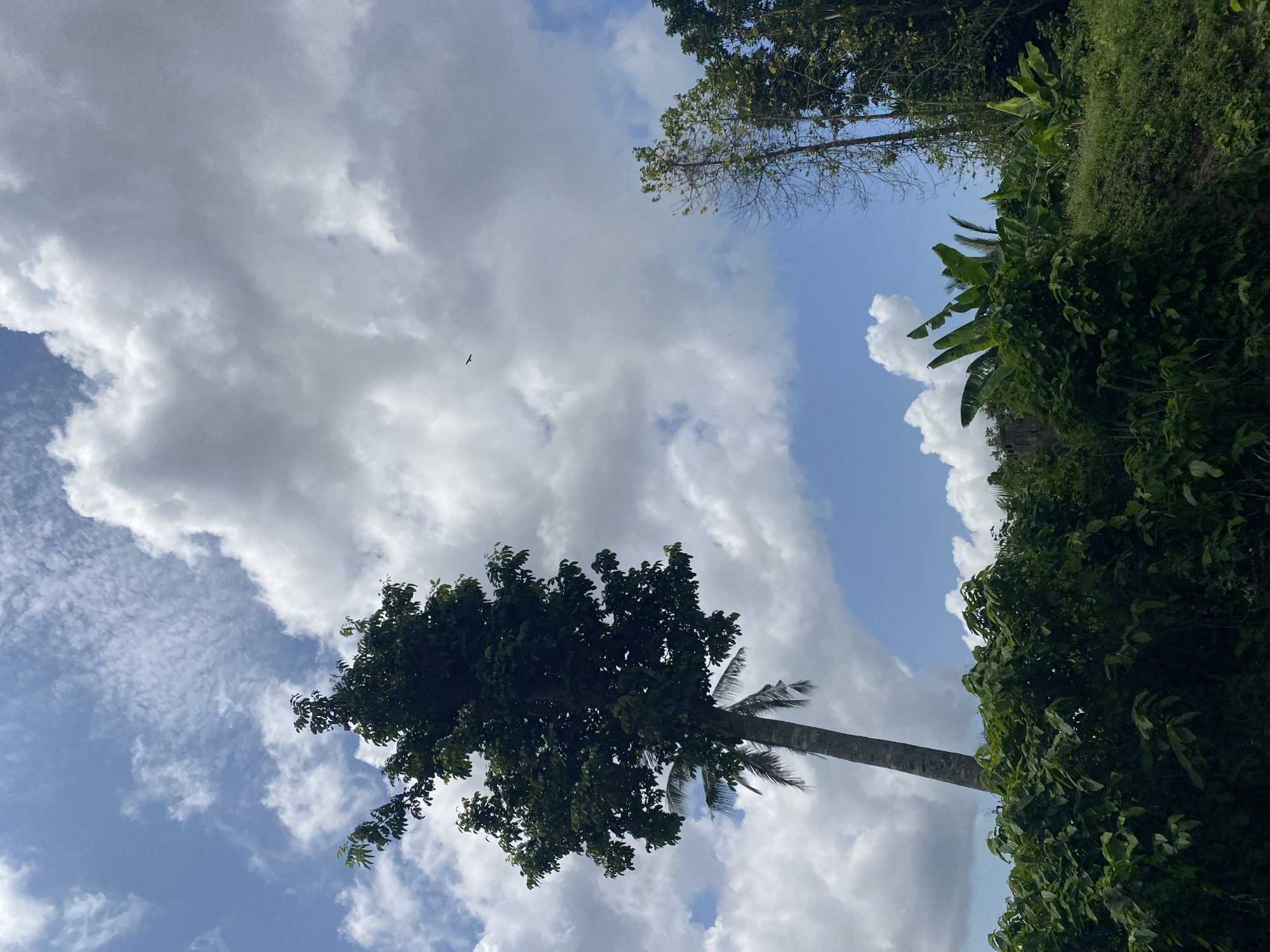 Tropical vegetation documented in southeastern Nigeria countryside