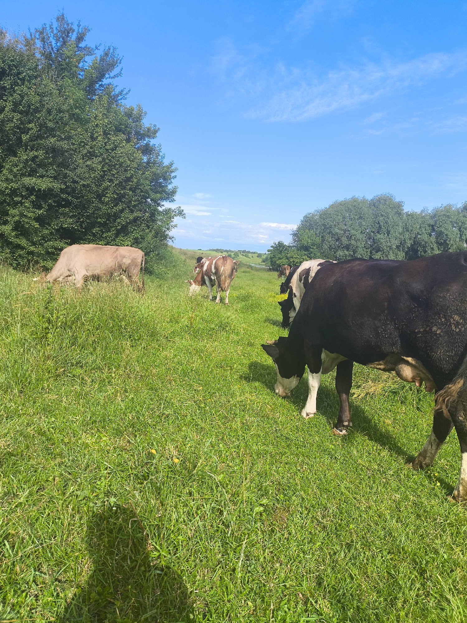 Cattle grazing in a green Ukrainian pasture on a clear morning