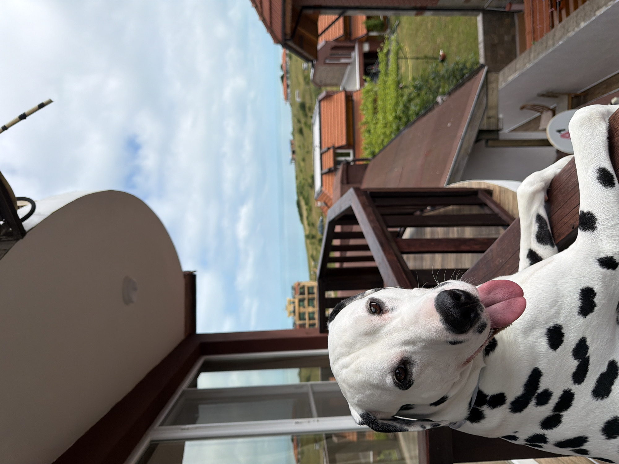 Dalmatian dog spotted on balcony in Bulgarian coastal village