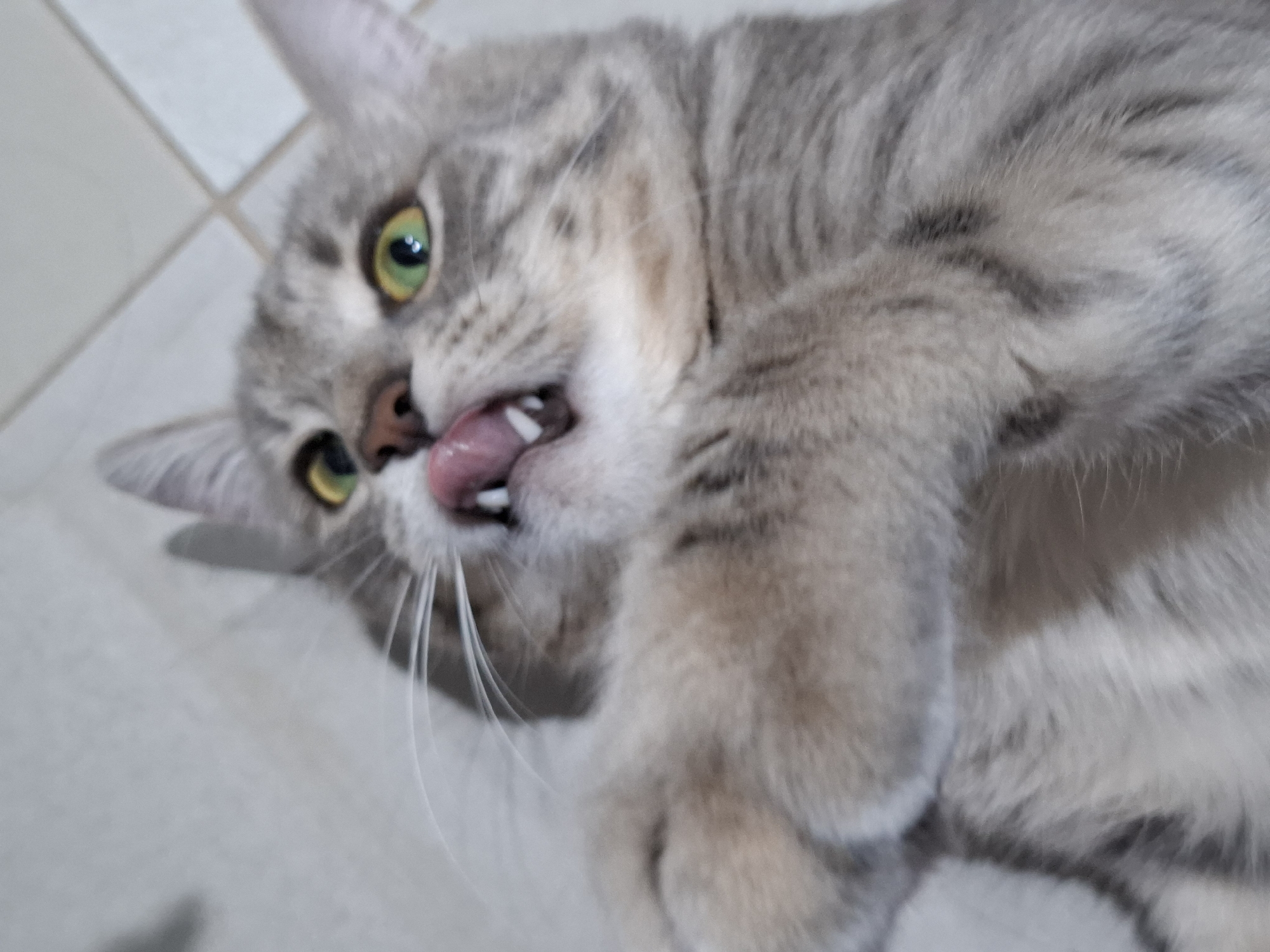 Grey tabby cat documented indoors across multiple positions and settings