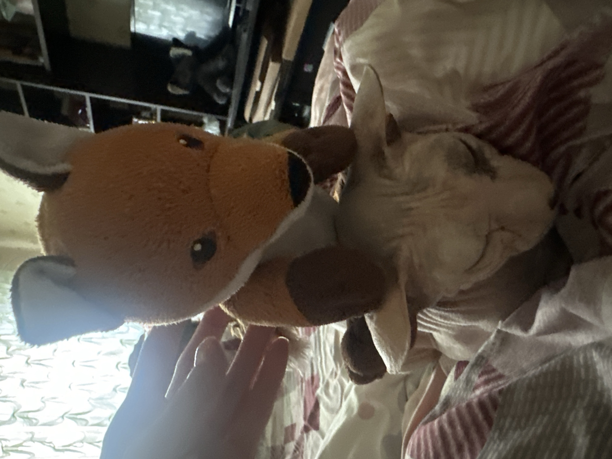 Sphynx cat and fox toy, cozy morning in Togliatti