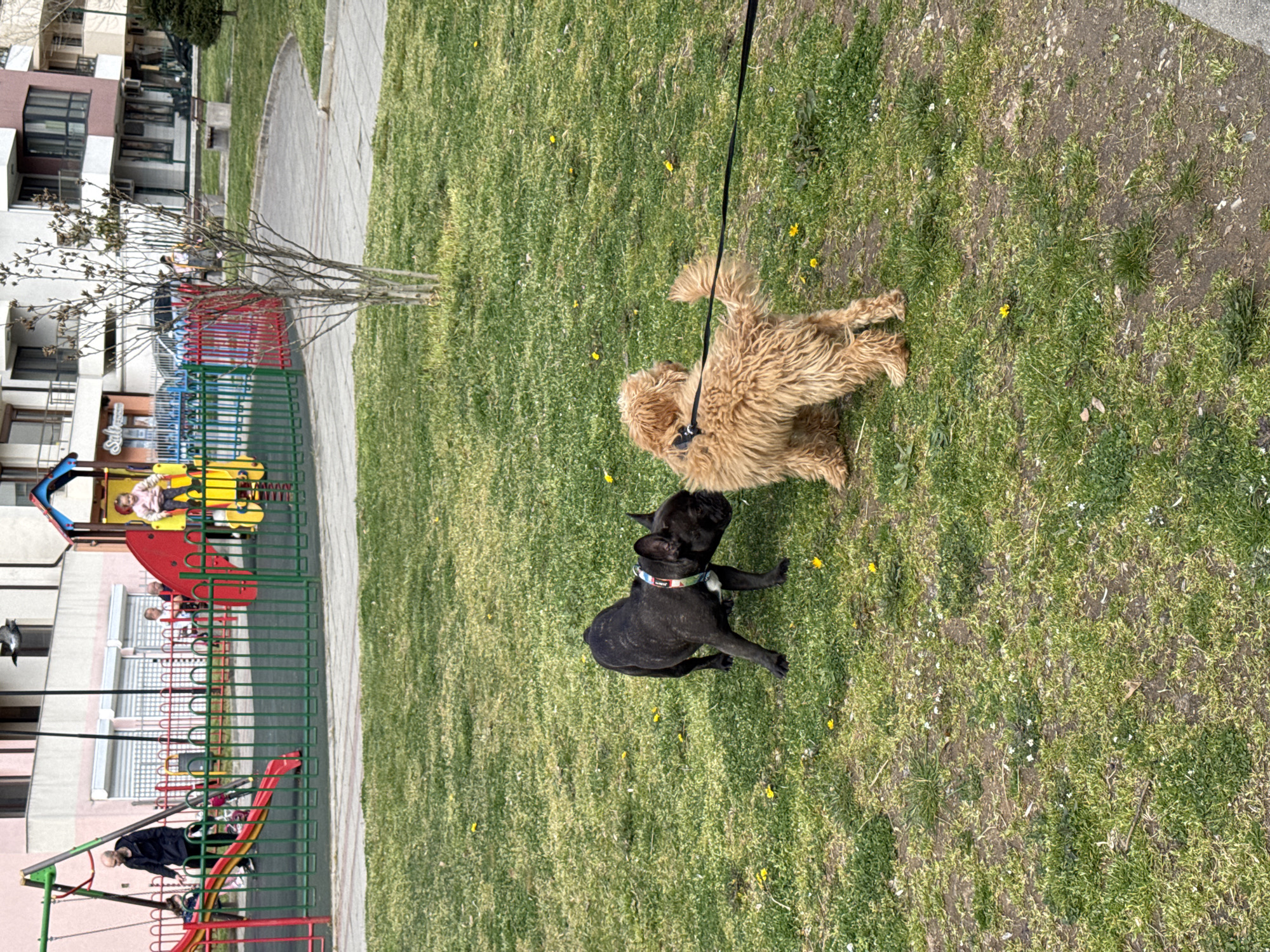 Dogs spotted playing in parks, sidewalks across Blagoevgrad