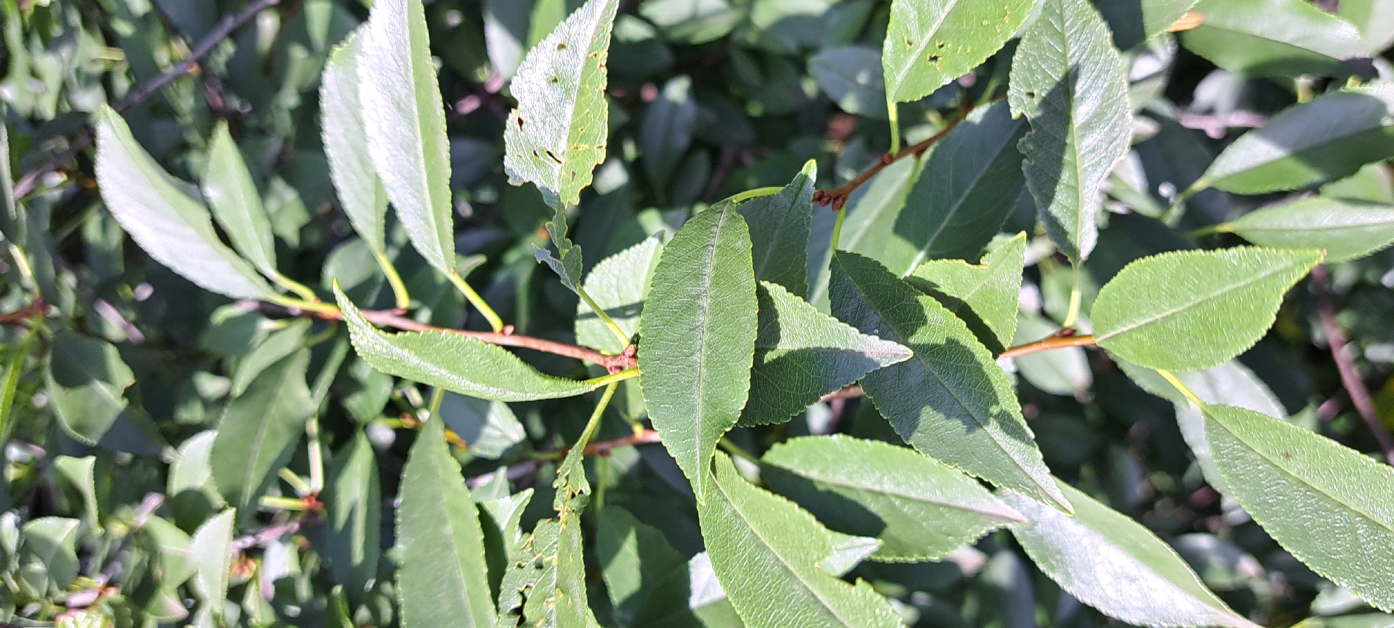 Summer garden walk in a Russian village, flowers to sky