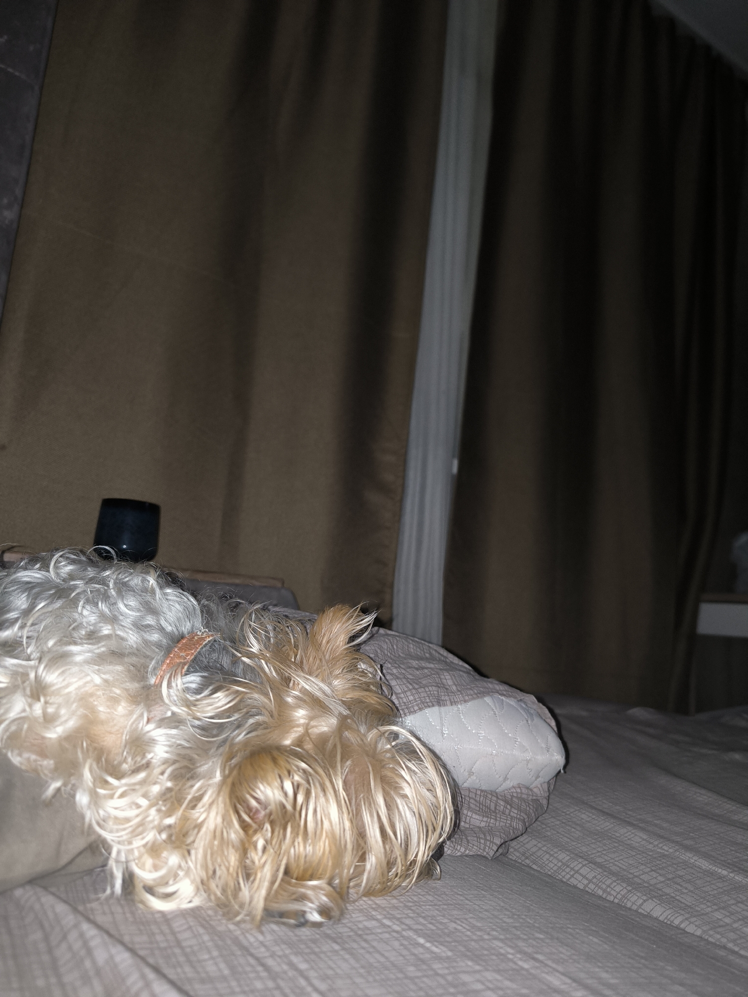 Late-night Tyumen: sleeping dog, cake, collectibles, and insomnia